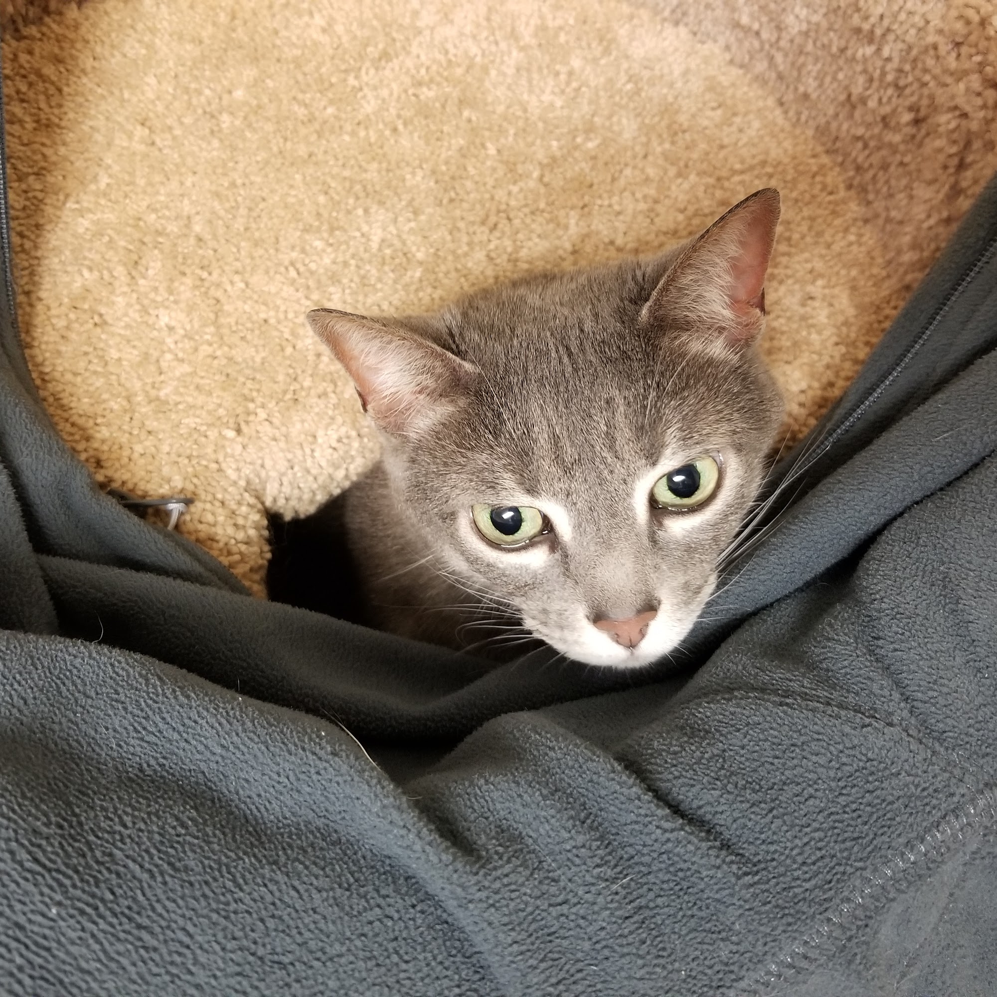 Smith Mountain Lake Animal Hospital Moneta