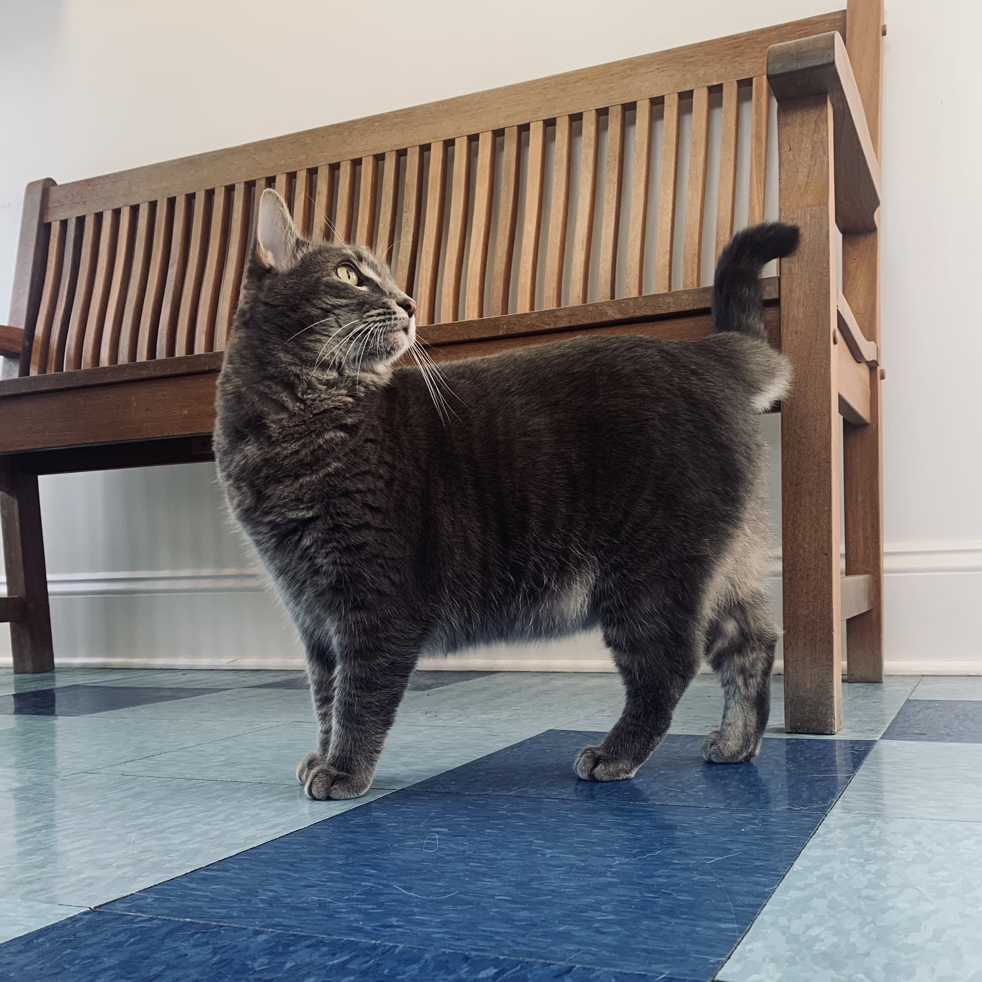 Montpelier Veterinary Hospital Montpelier