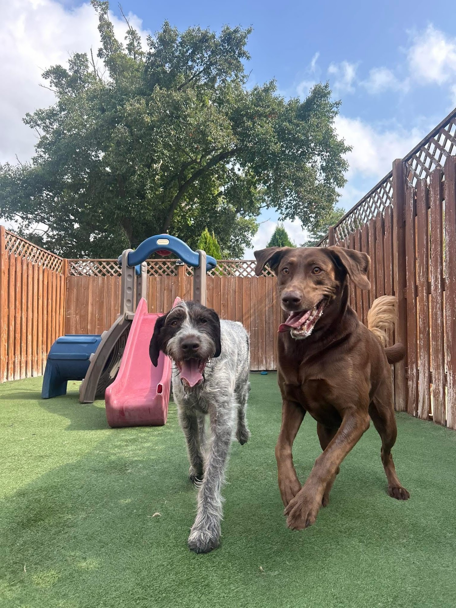 PawsCienda Pet Resort Montpelier