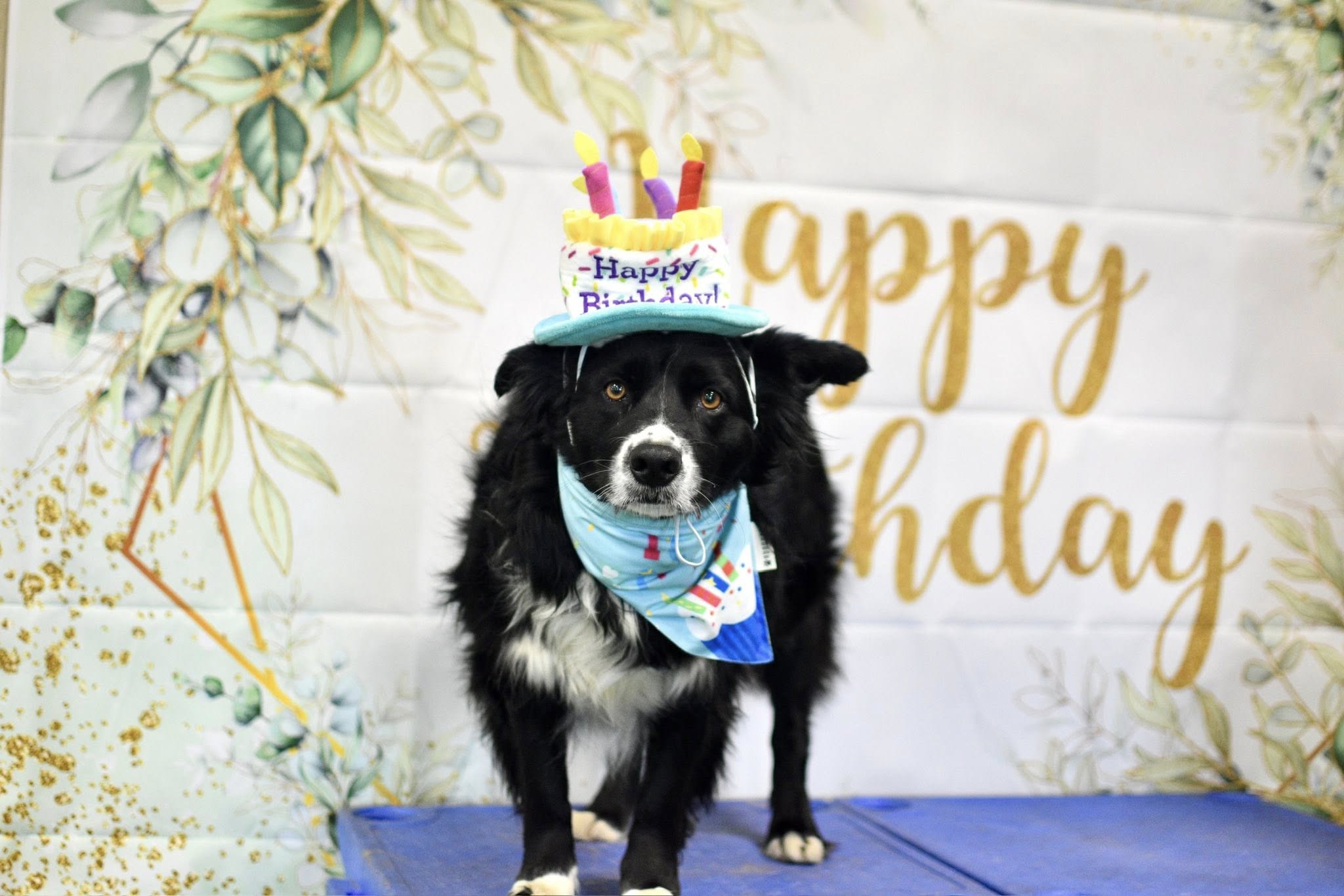 PawsCienda Pet Resort Montpelier