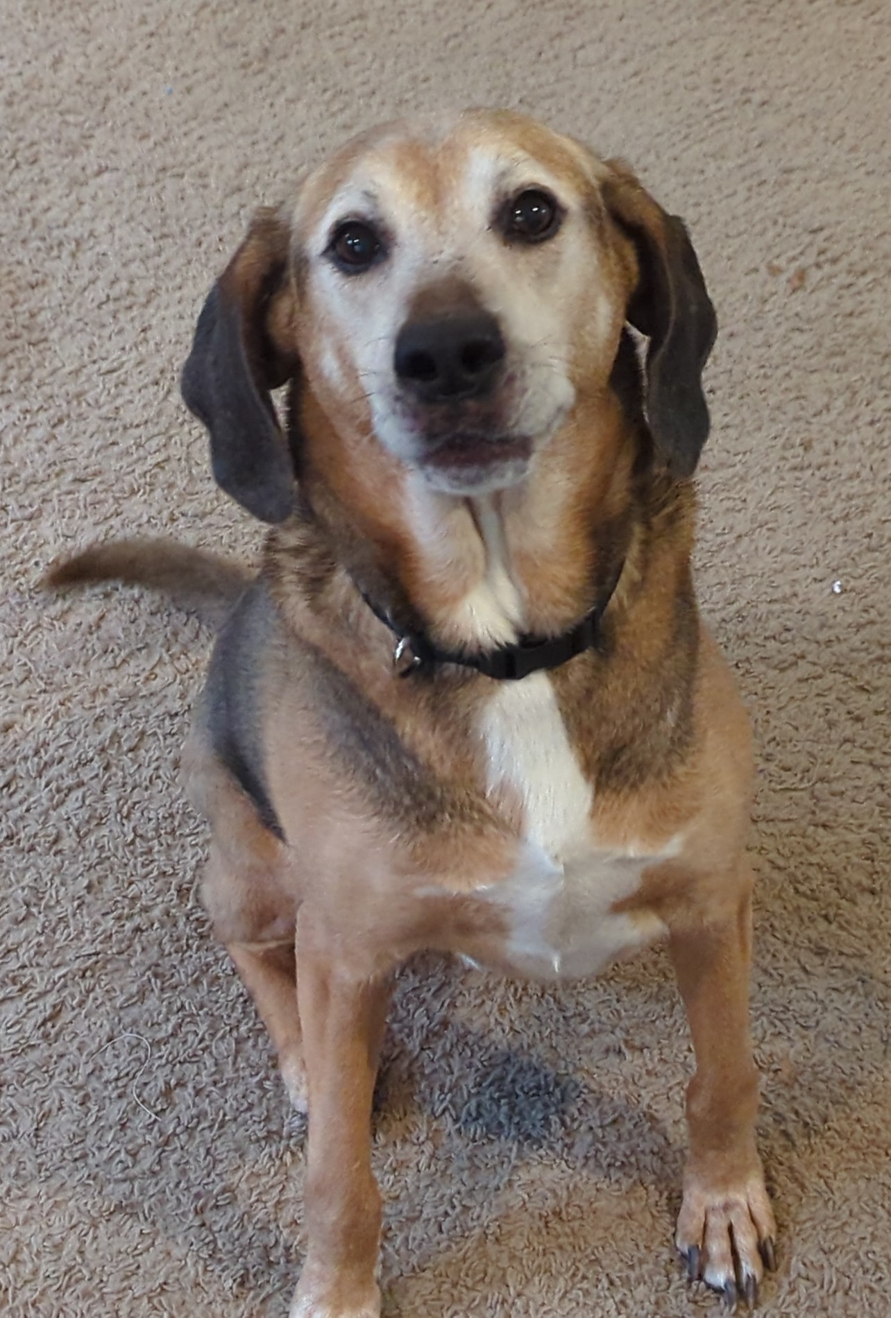 Sunny Ridge Kennels Mount Crawford