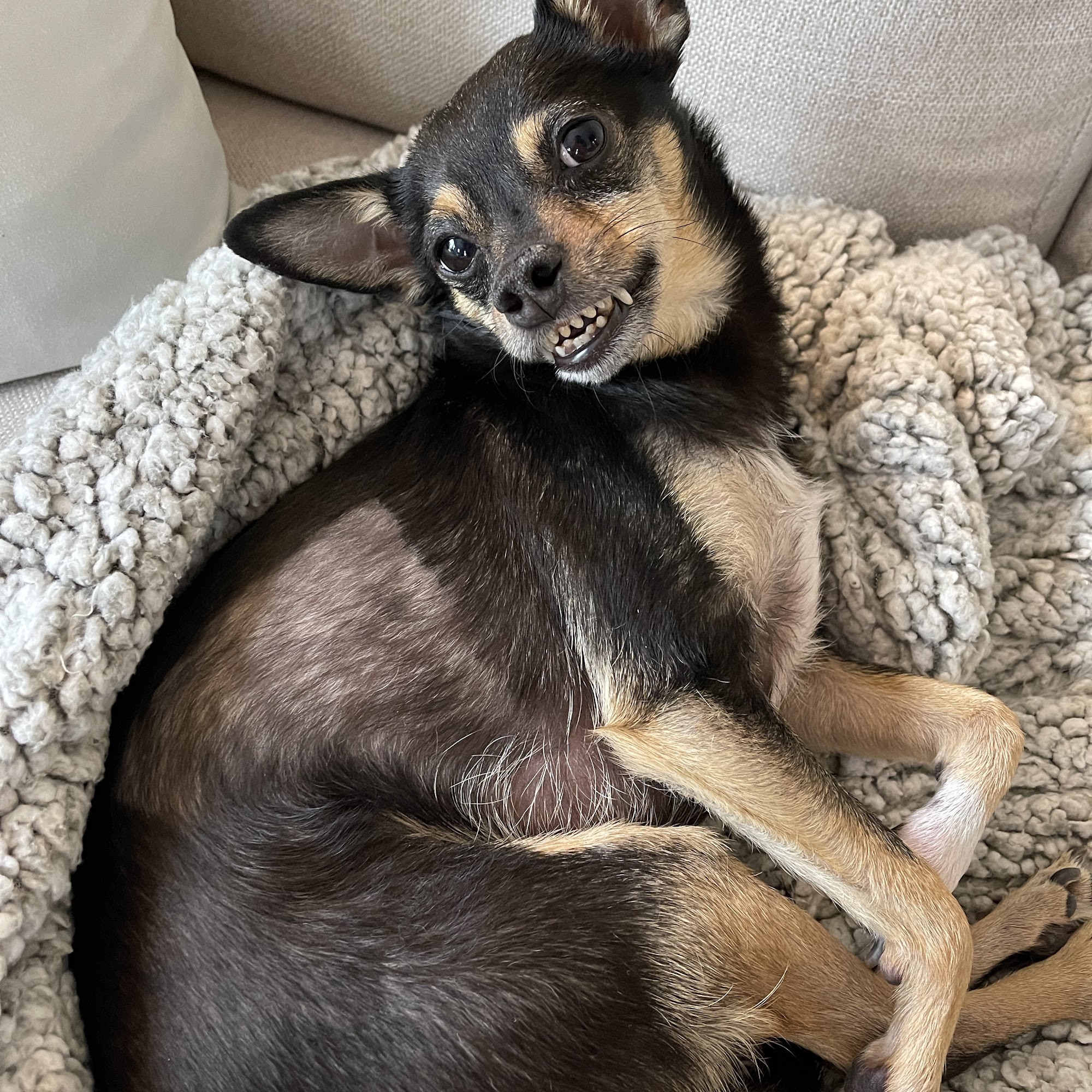 Rockfish Valley Veterinary Clinic Nellysford