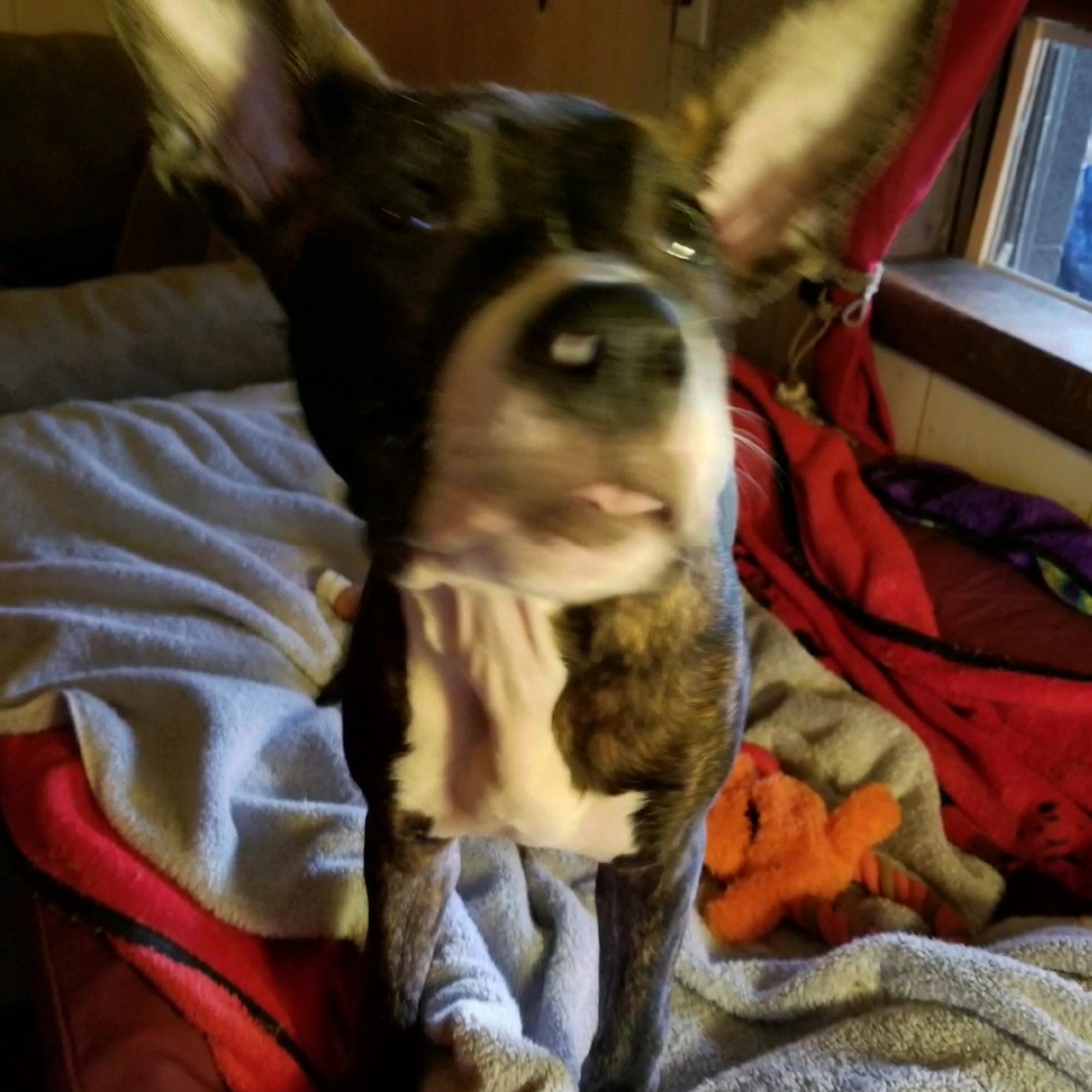 New Market Veterinary Clinic New Market