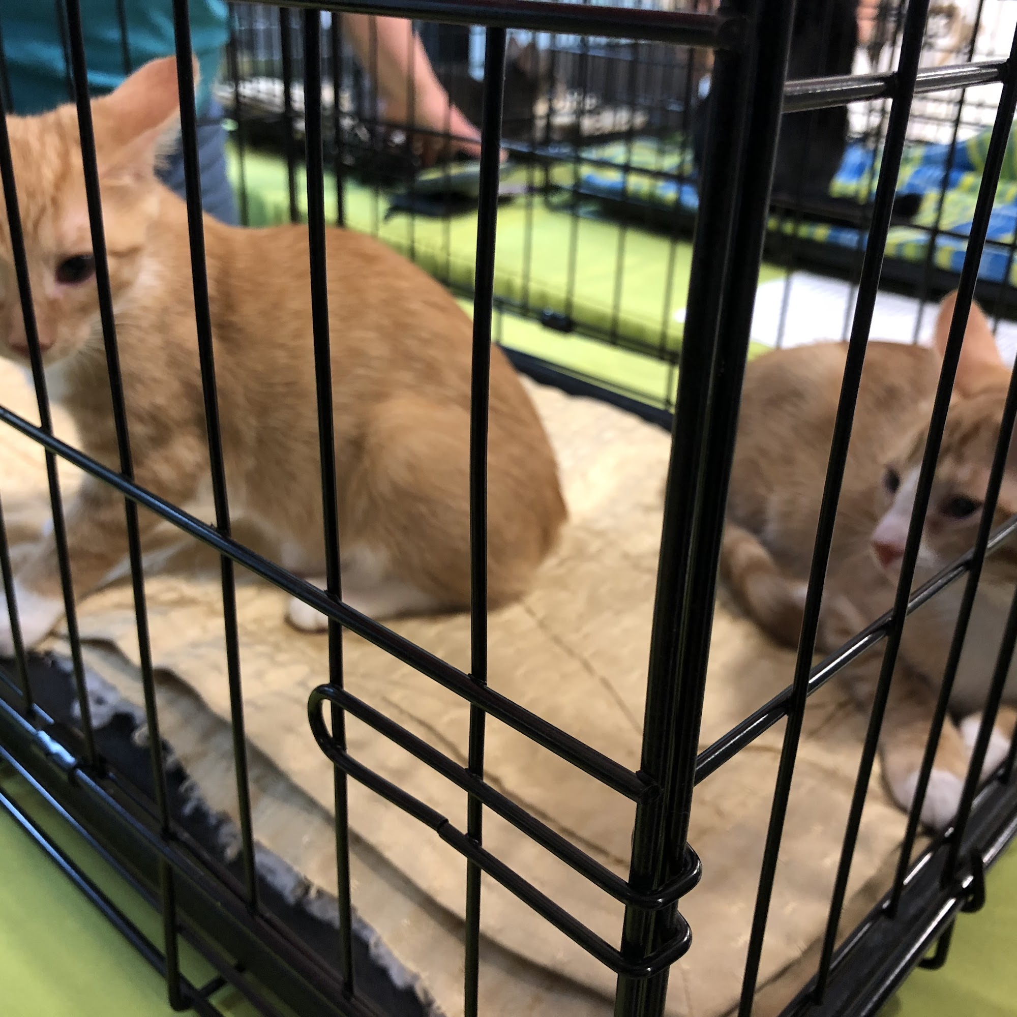 PetSmart Newport News