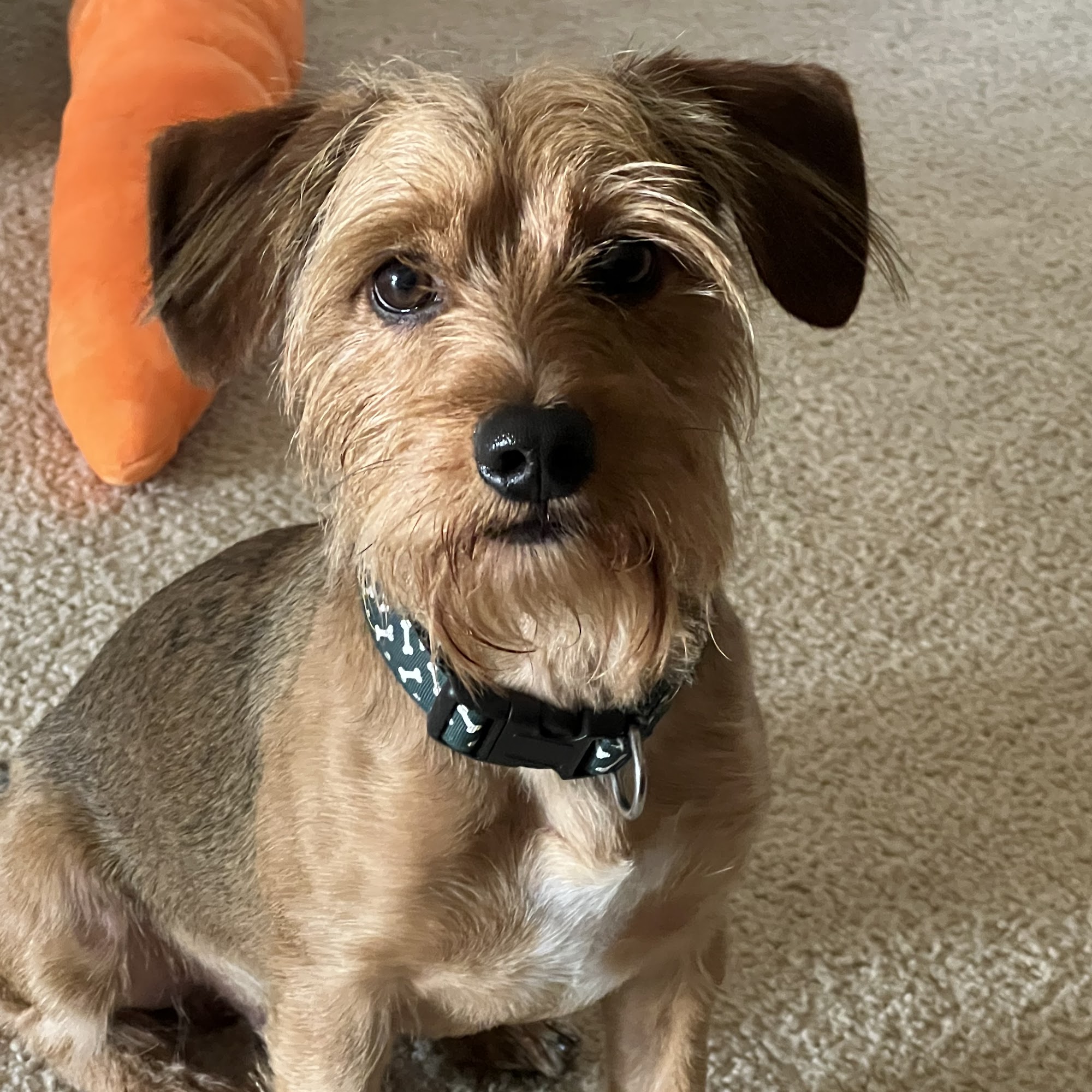 Peninsula SPCA Newport News