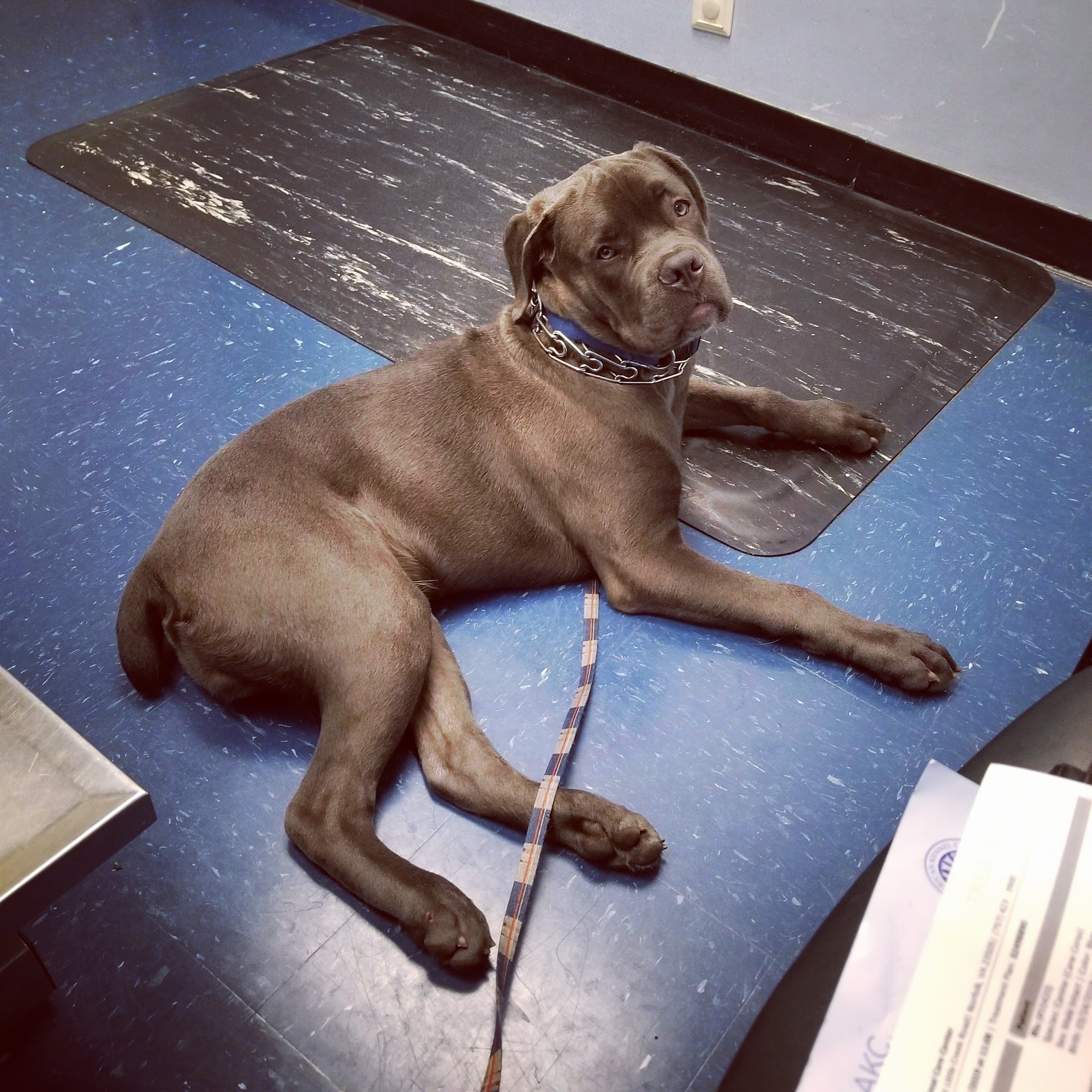 VCA Animal Care Center Norfolk