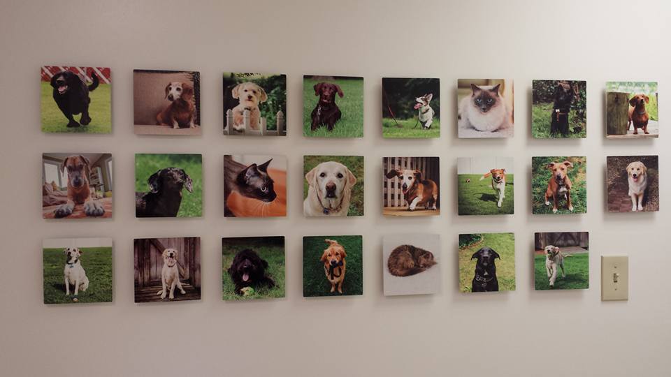 Ghent Veterinary Hospital Norfolk