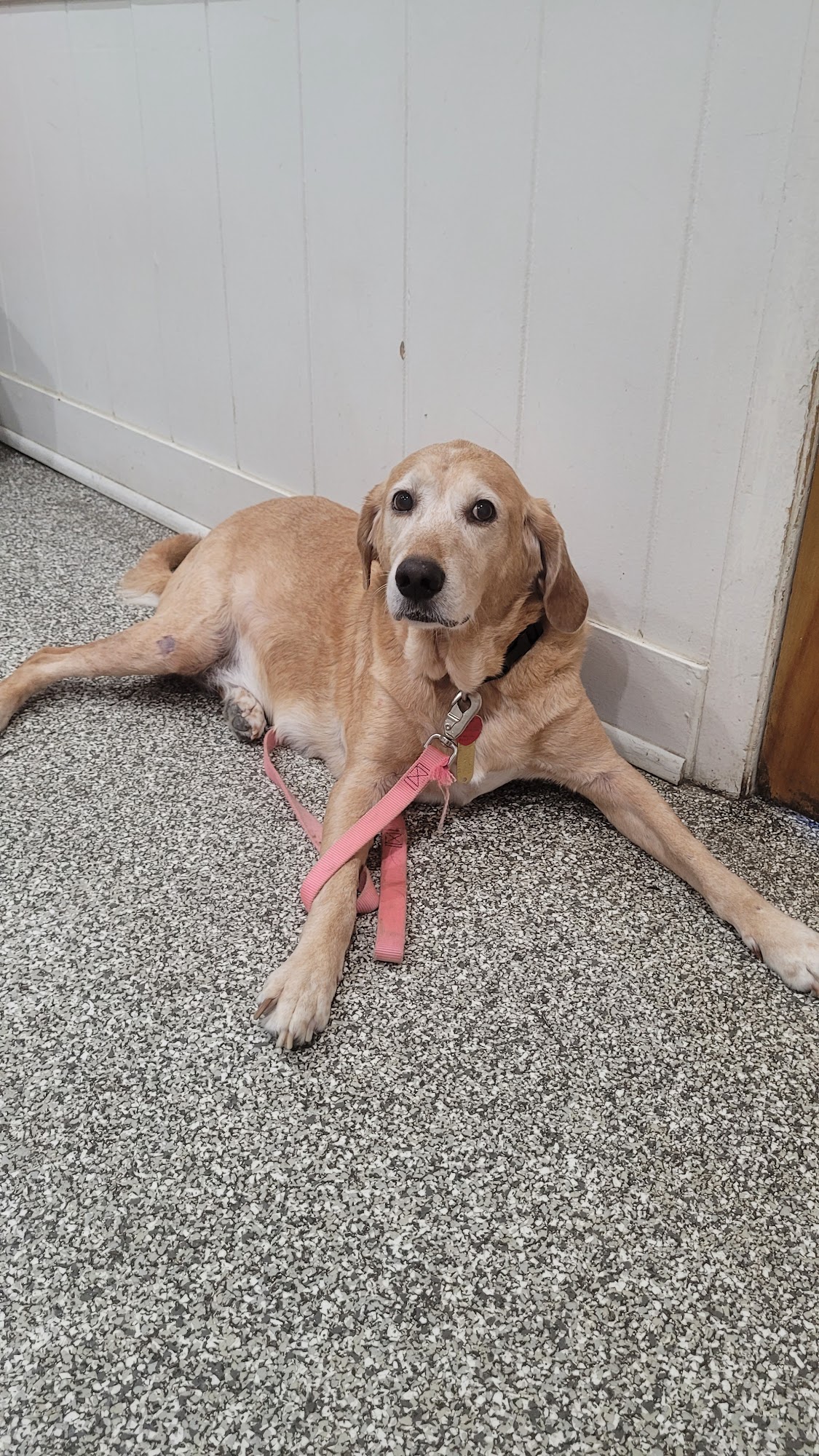 Friendship Veterinary Hospital Norfolk