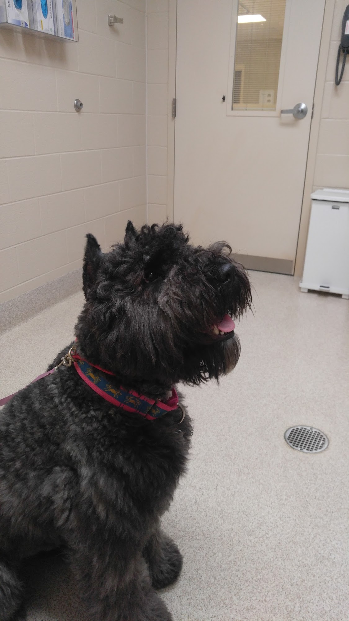 VRA FT. Liberty: Norfolk Veterinary Branch Norfolk