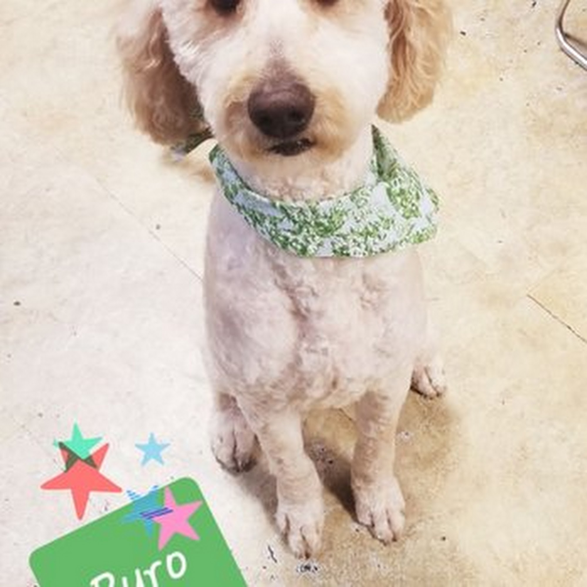 Bayview Pet Salon Norfolk