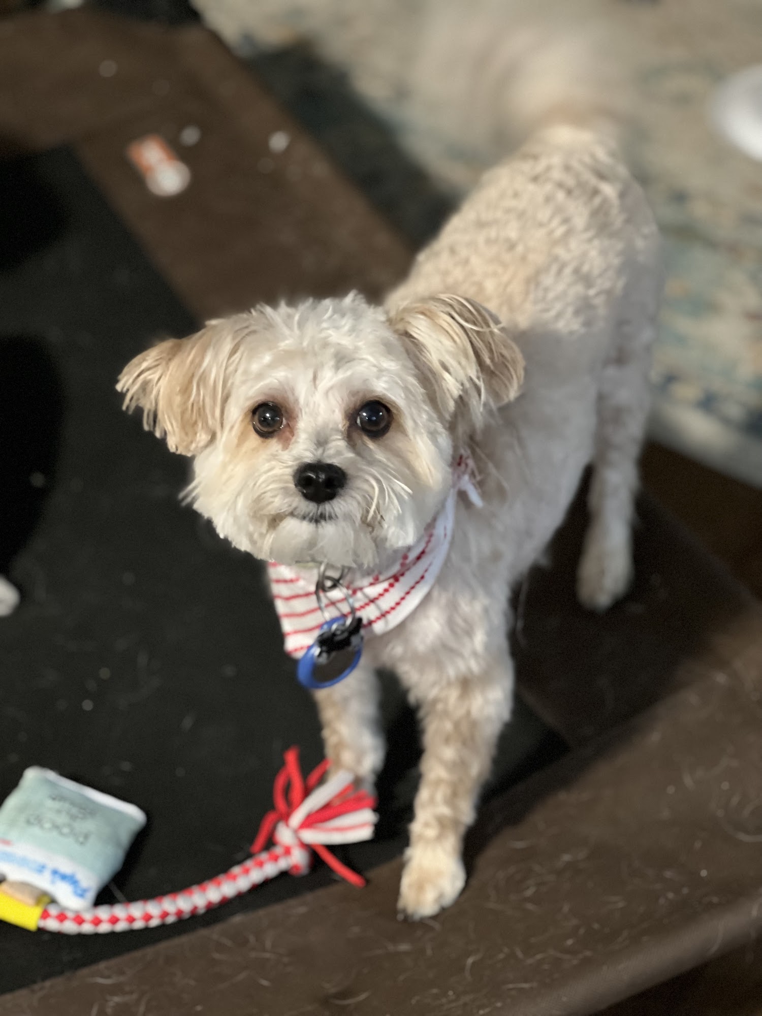 Bayview Pet Salon Norfolk