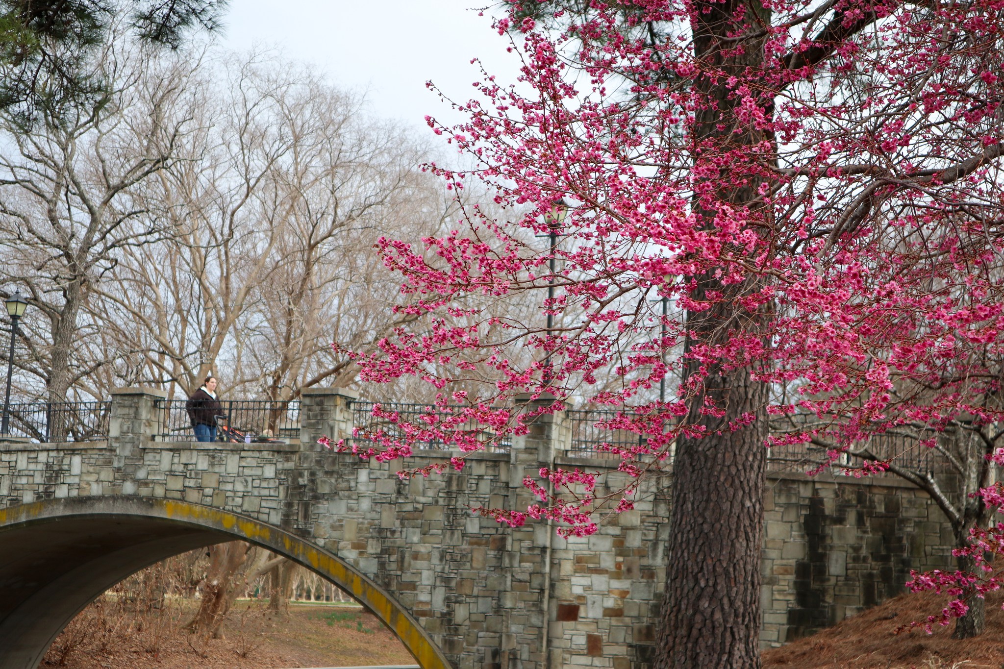Norfolk Botanical Garden Norfolk