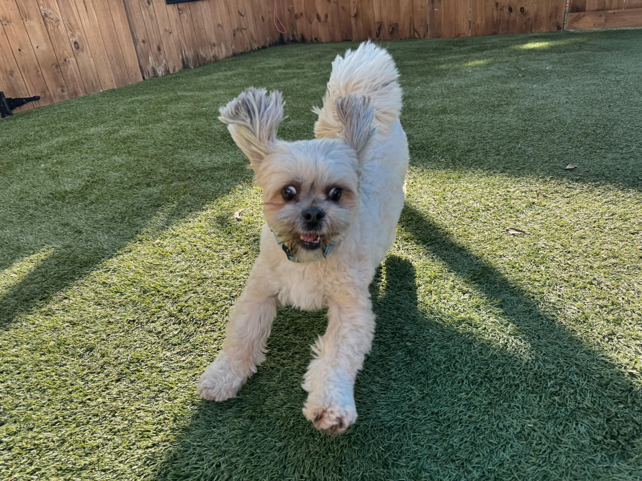 Happy Tails Resort Norfolk