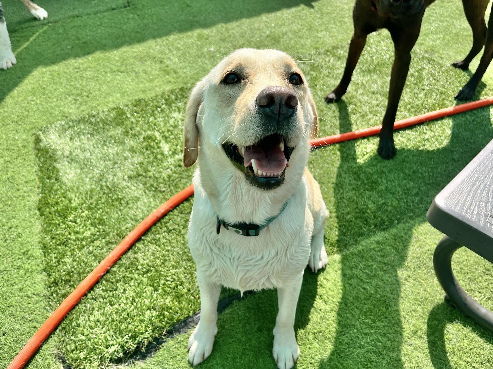 Happy Tails Resort Norfolk