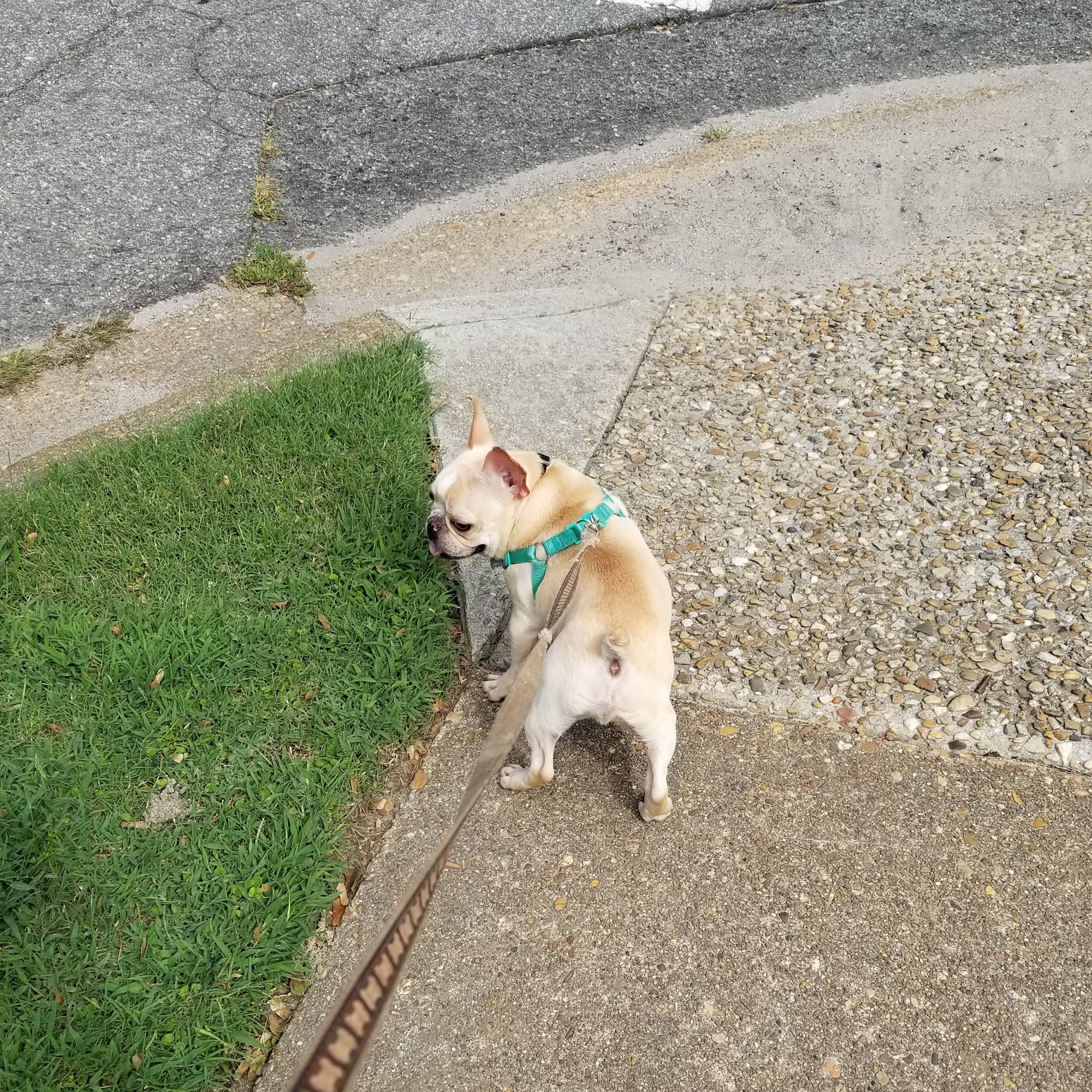 JO'S PET SPA Norfolk