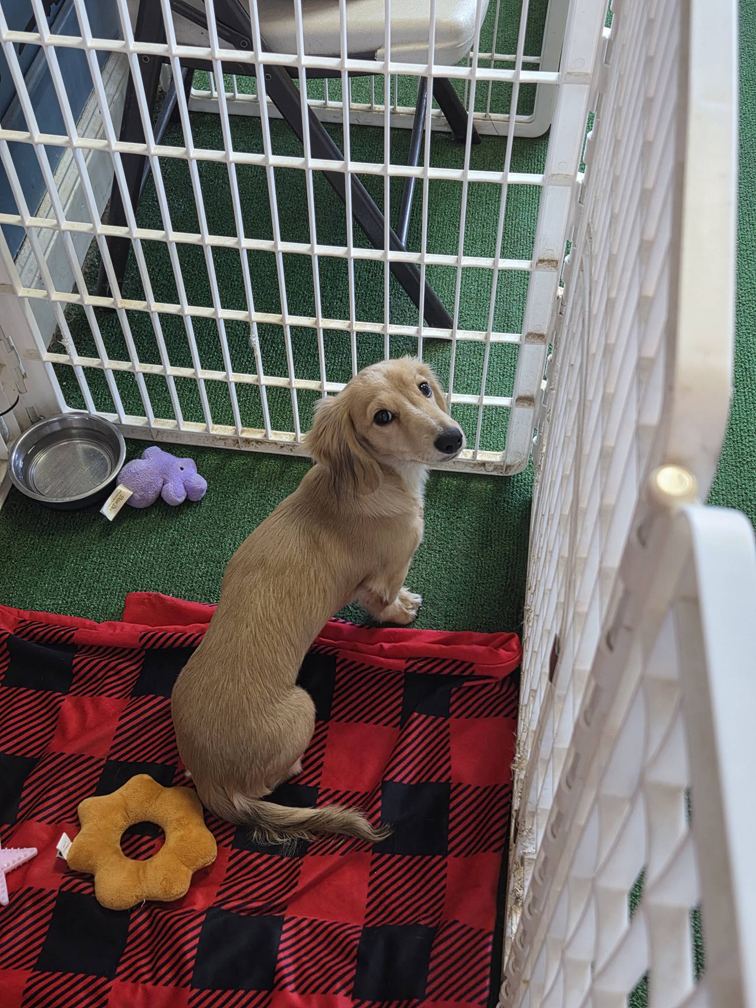 JO'S PET SPA Norfolk