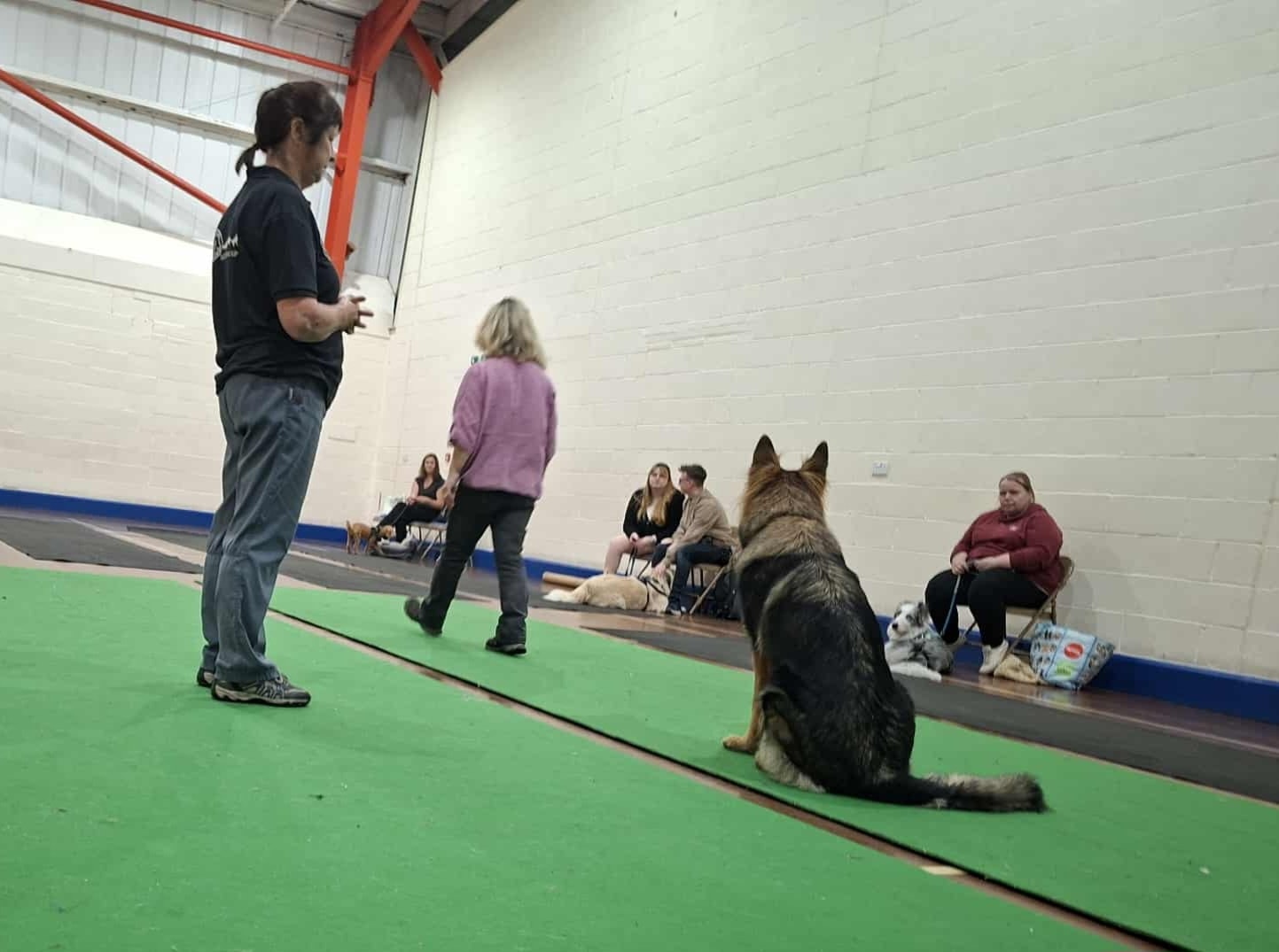 Citizen K9 Dog Training And Agility Norfolk