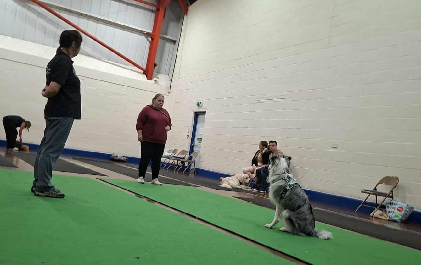 Citizen K9 Dog Training And Agility Norfolk