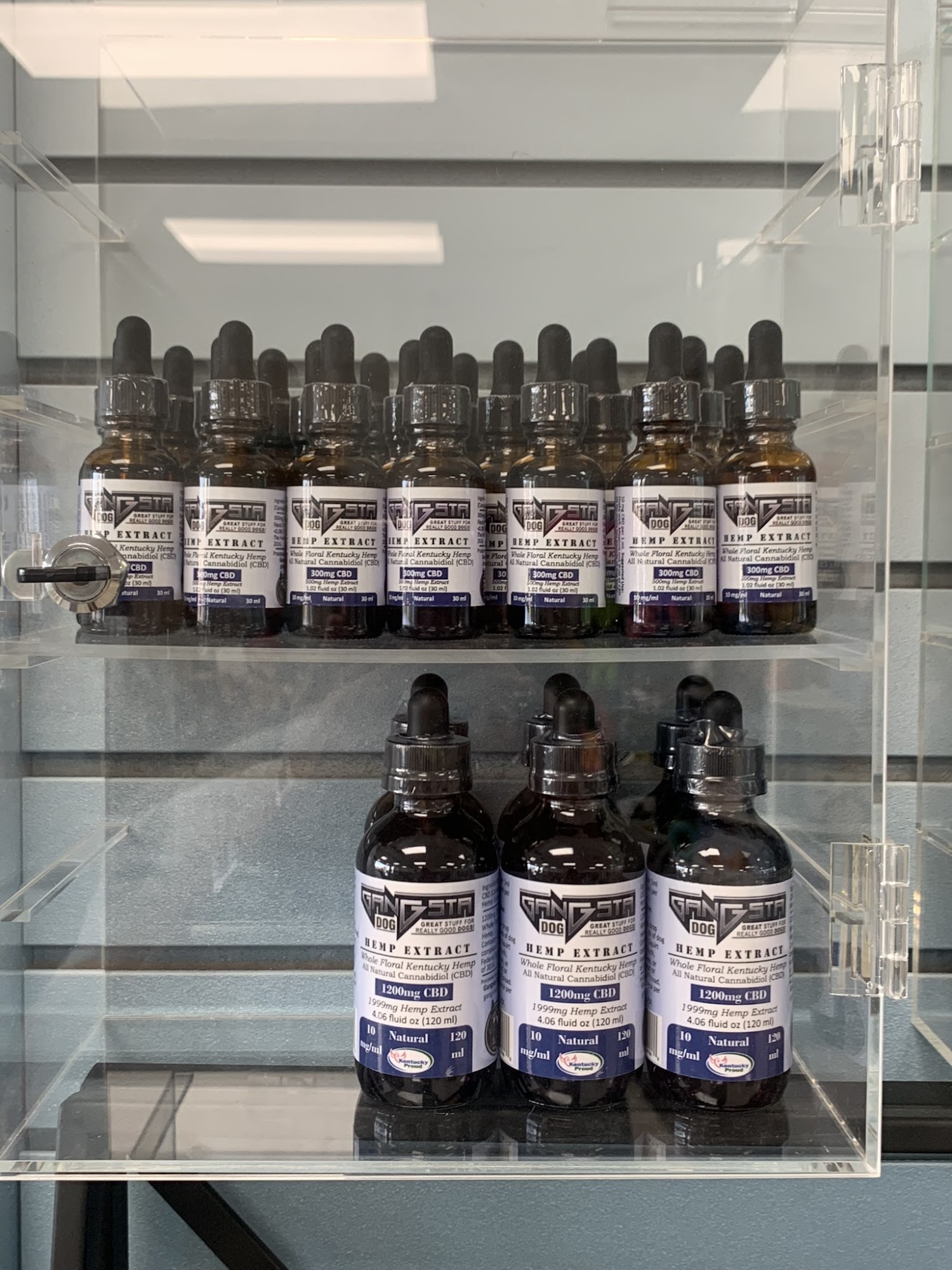 Gangsta Dog Norfolk Norfolk