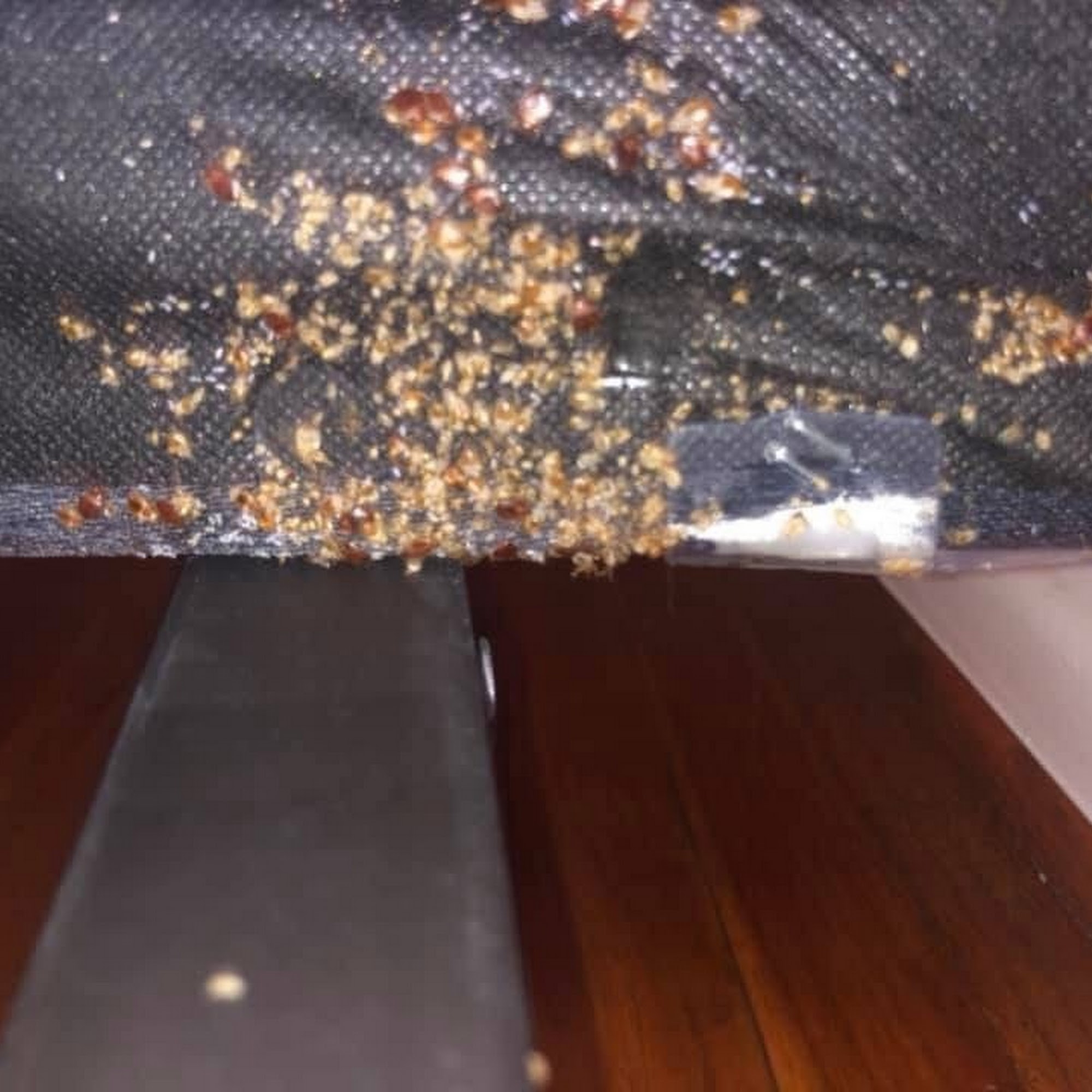 H&J Bed Bug Exterminator