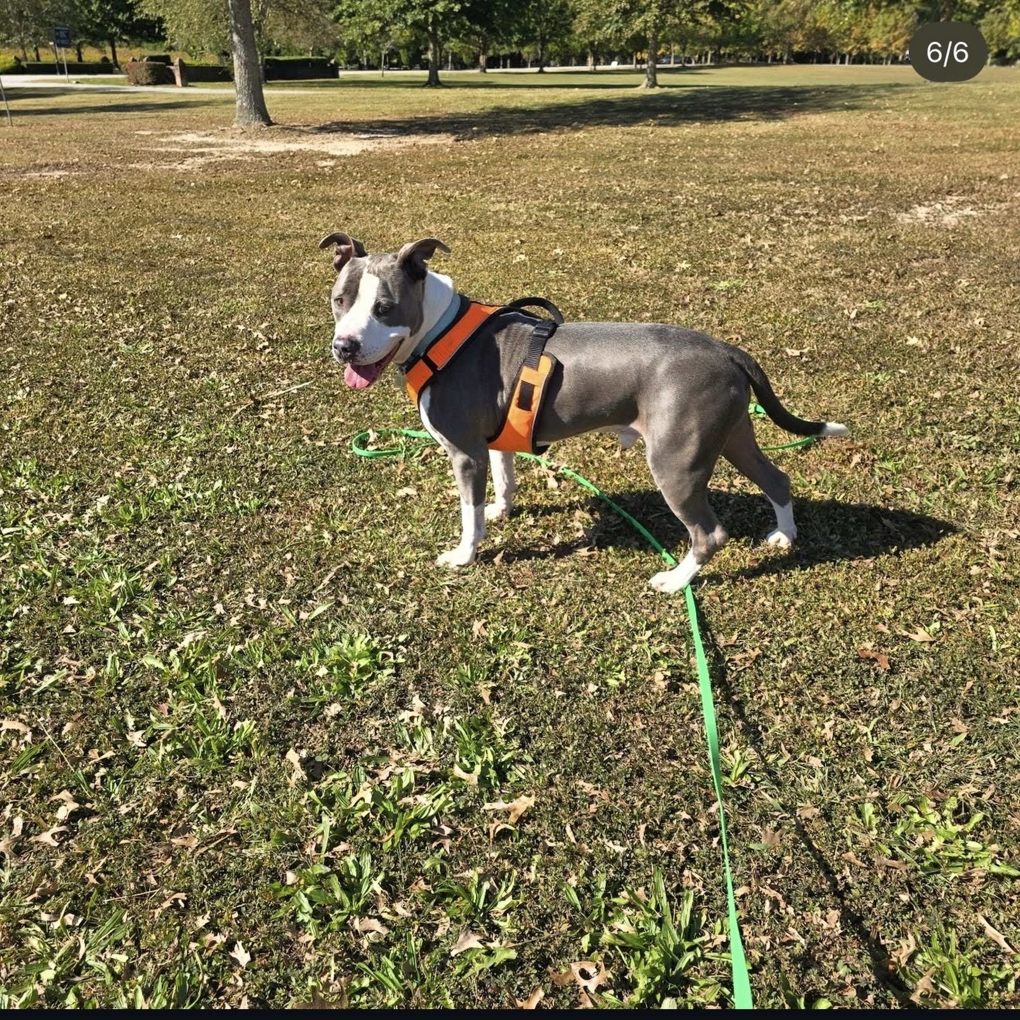 Ulti-Mutt Toys 8017 Alida Dr, Norfolk Virginia 23518