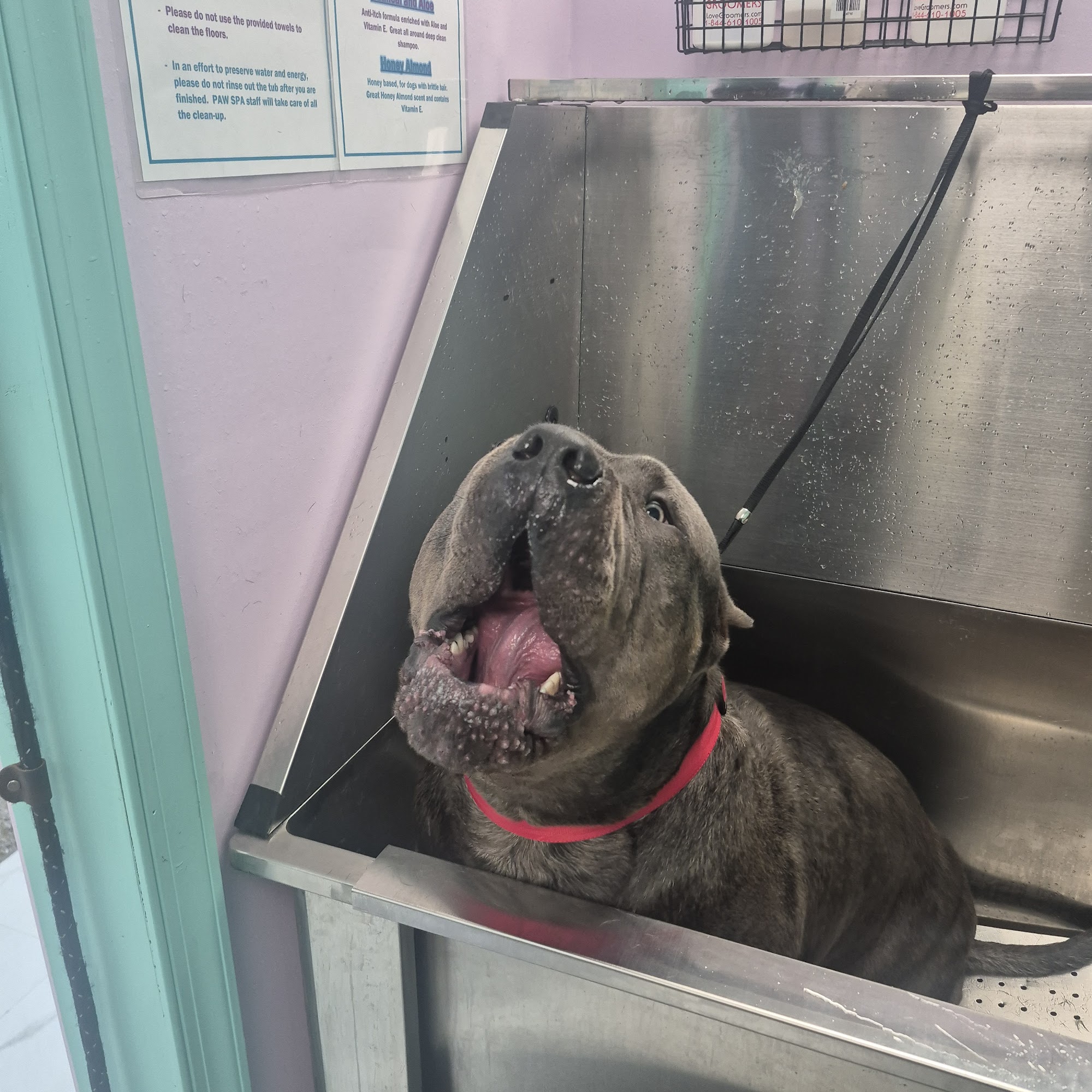 Paw Spa DIY Dog Wash and Grooming Norfolk