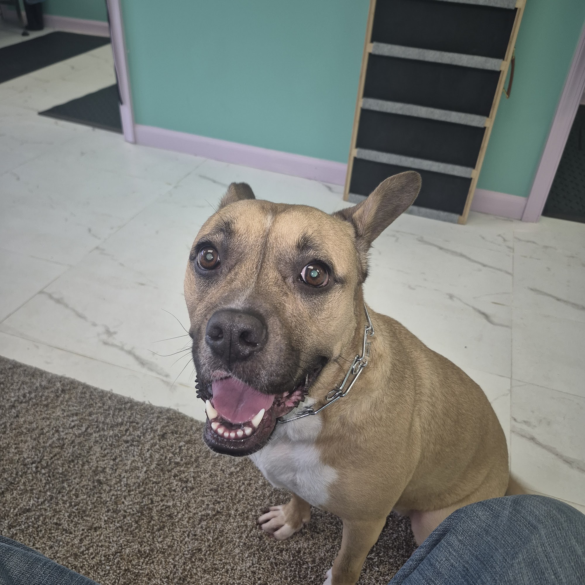 Paw Spa DIY Dog Wash and Grooming 141 W Little Creek Rd, Norfolk Virginia 23505