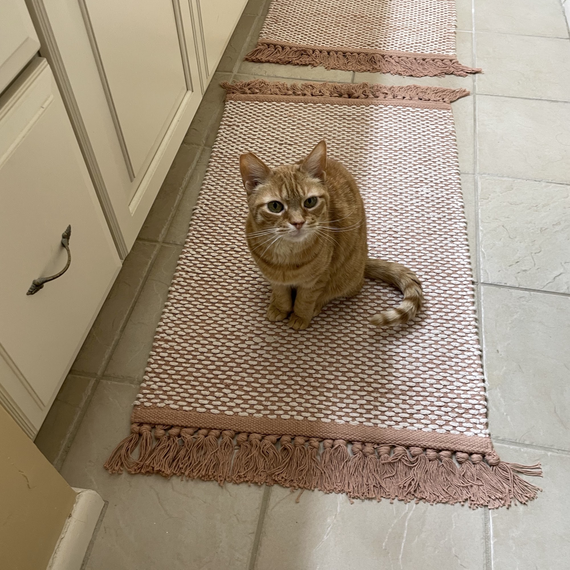 Cardinal Animal Hospital North Chesterfield