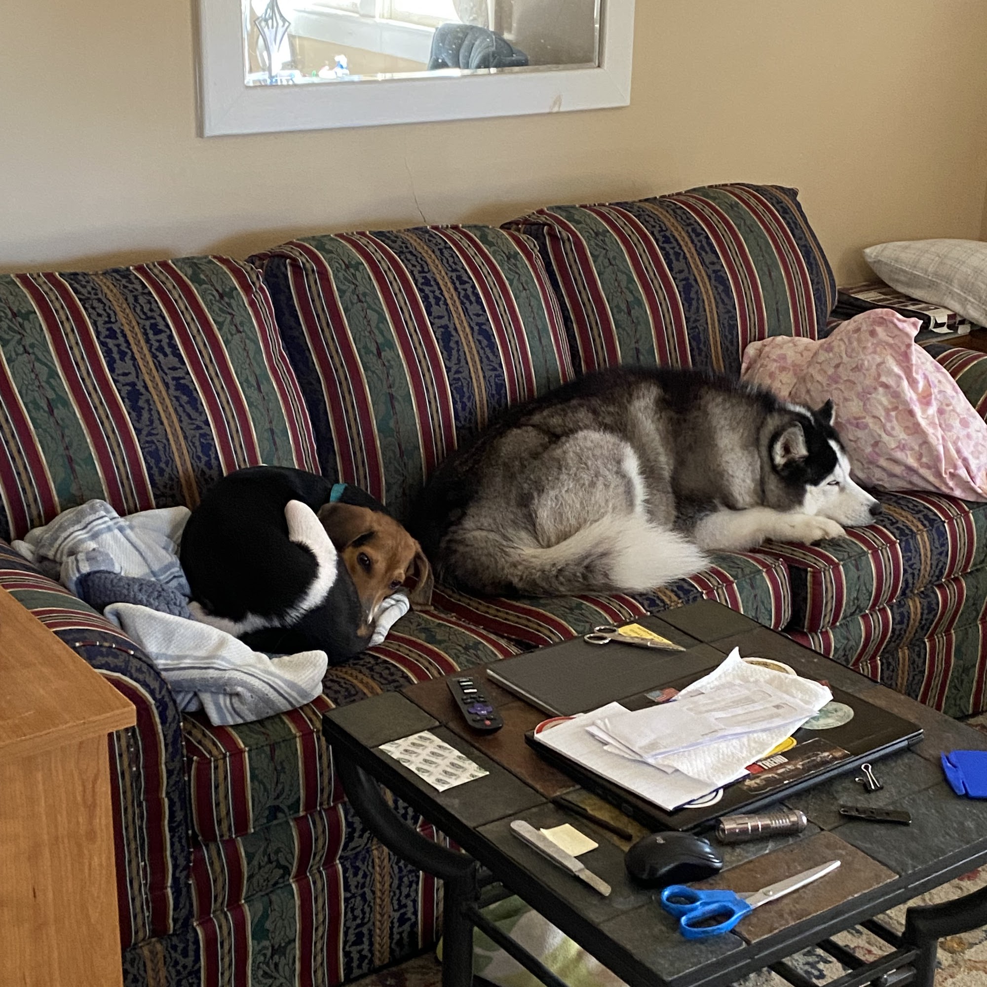 Richmond Animal League North Chesterfield