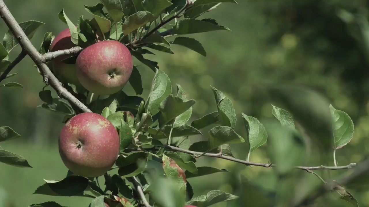 Albemarle CiderWorks Menu