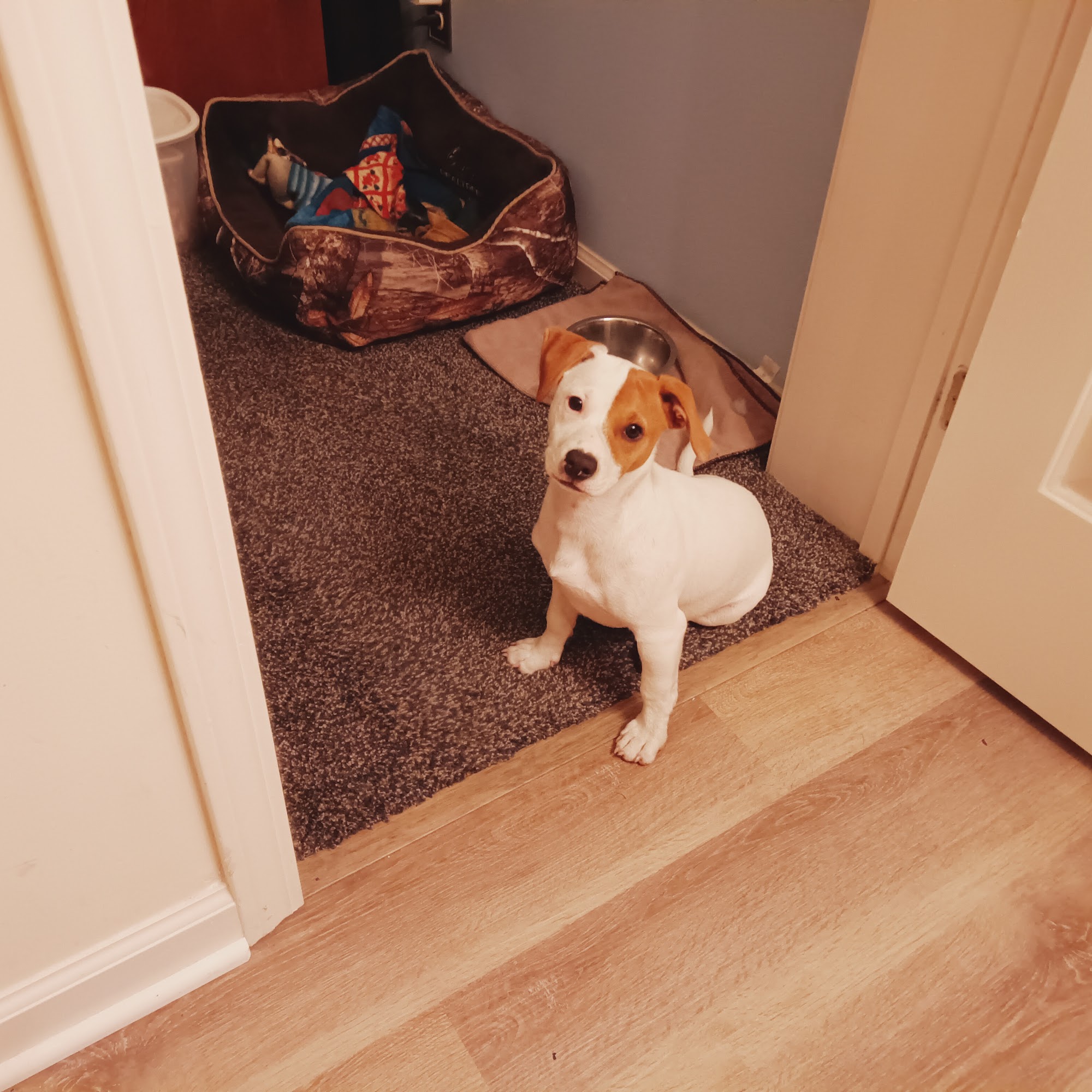 Tucker Veterinary Inc Orange