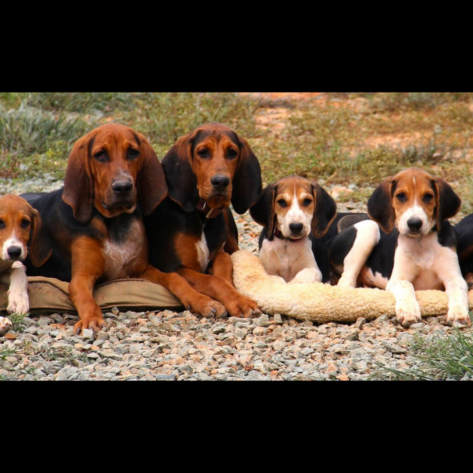 Canine Concierge & Equine, LLC Palmyra