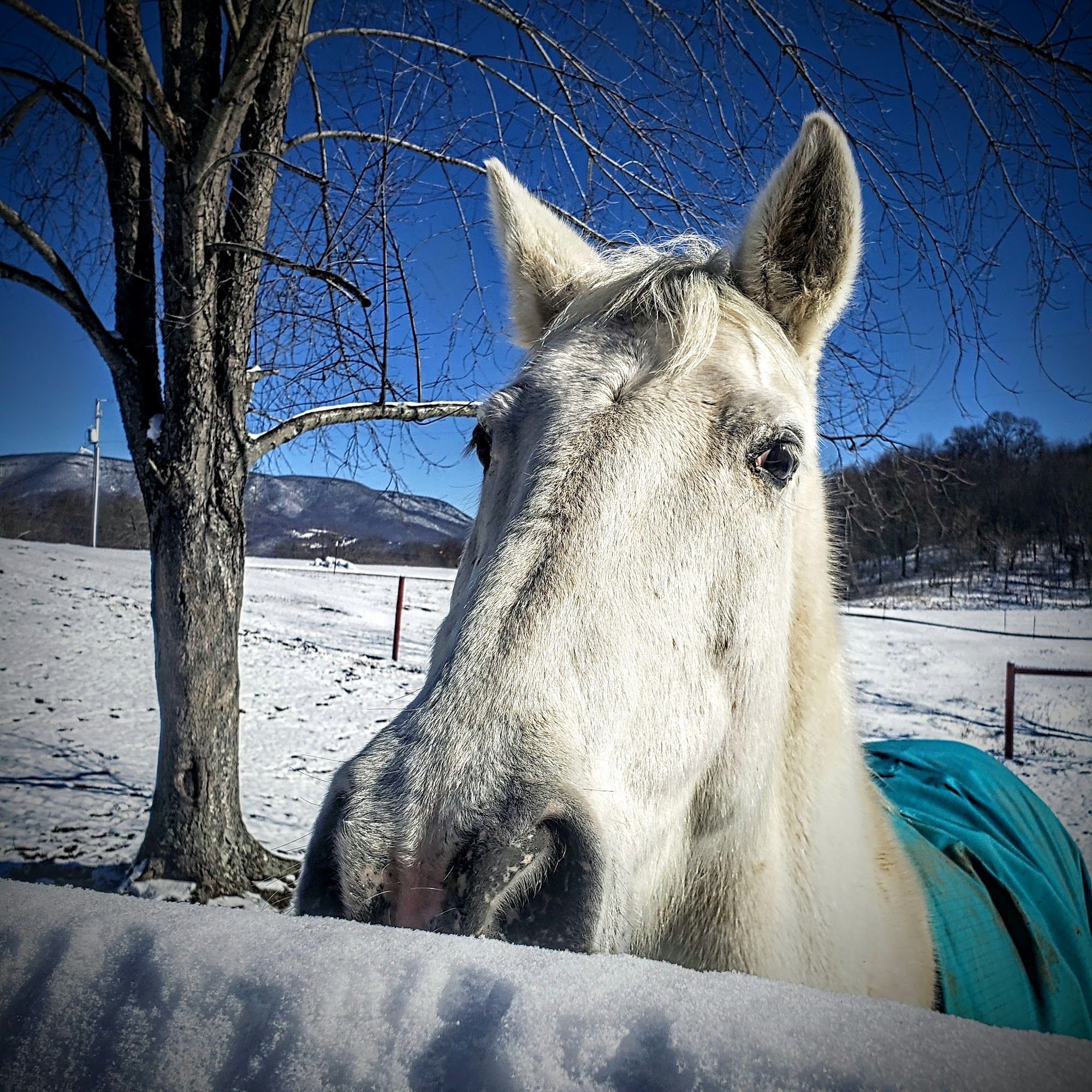 Bold Springs Vet Services Pearisburg