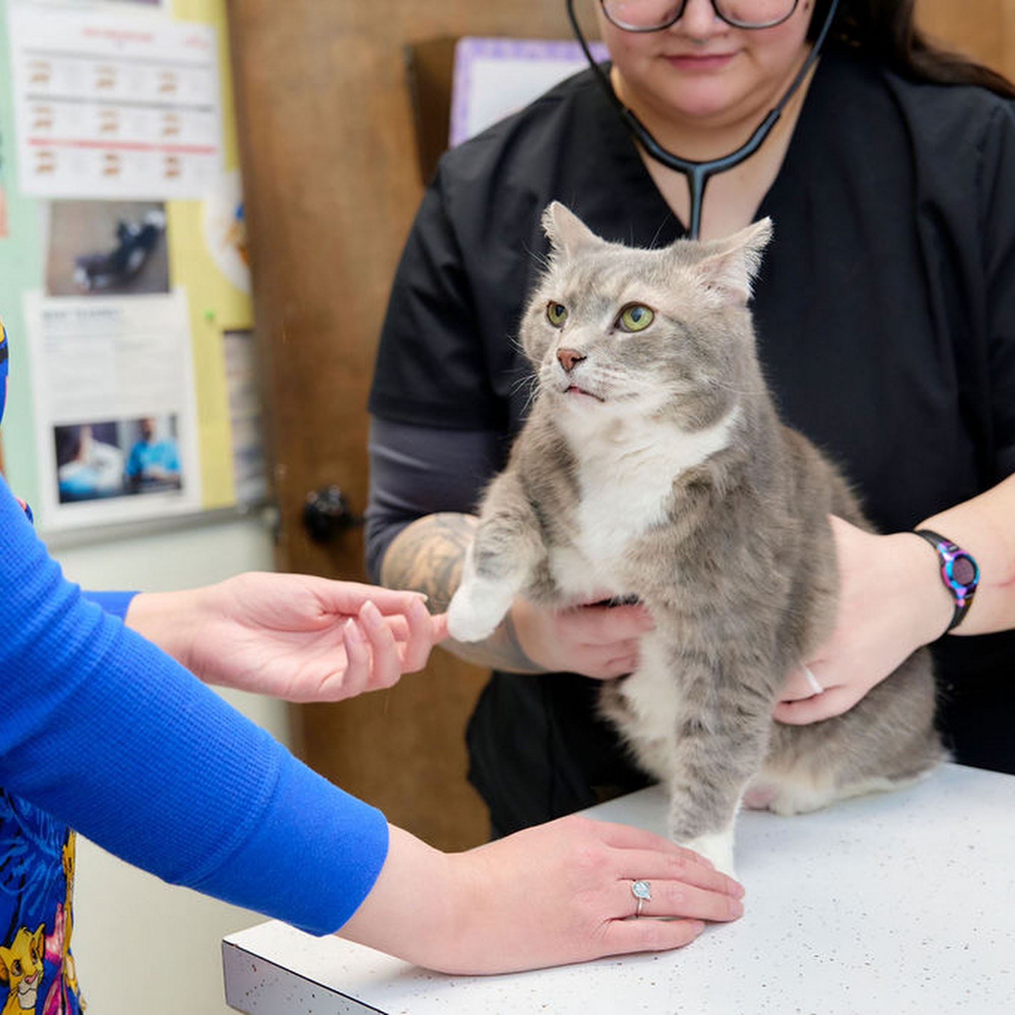 Animal Care Center Pearisburg