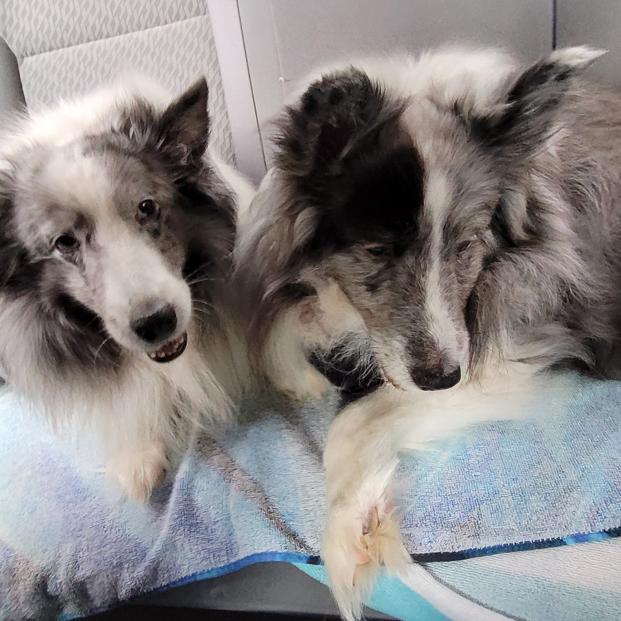 Paws & Claws Veterinary Clinic Petersburg