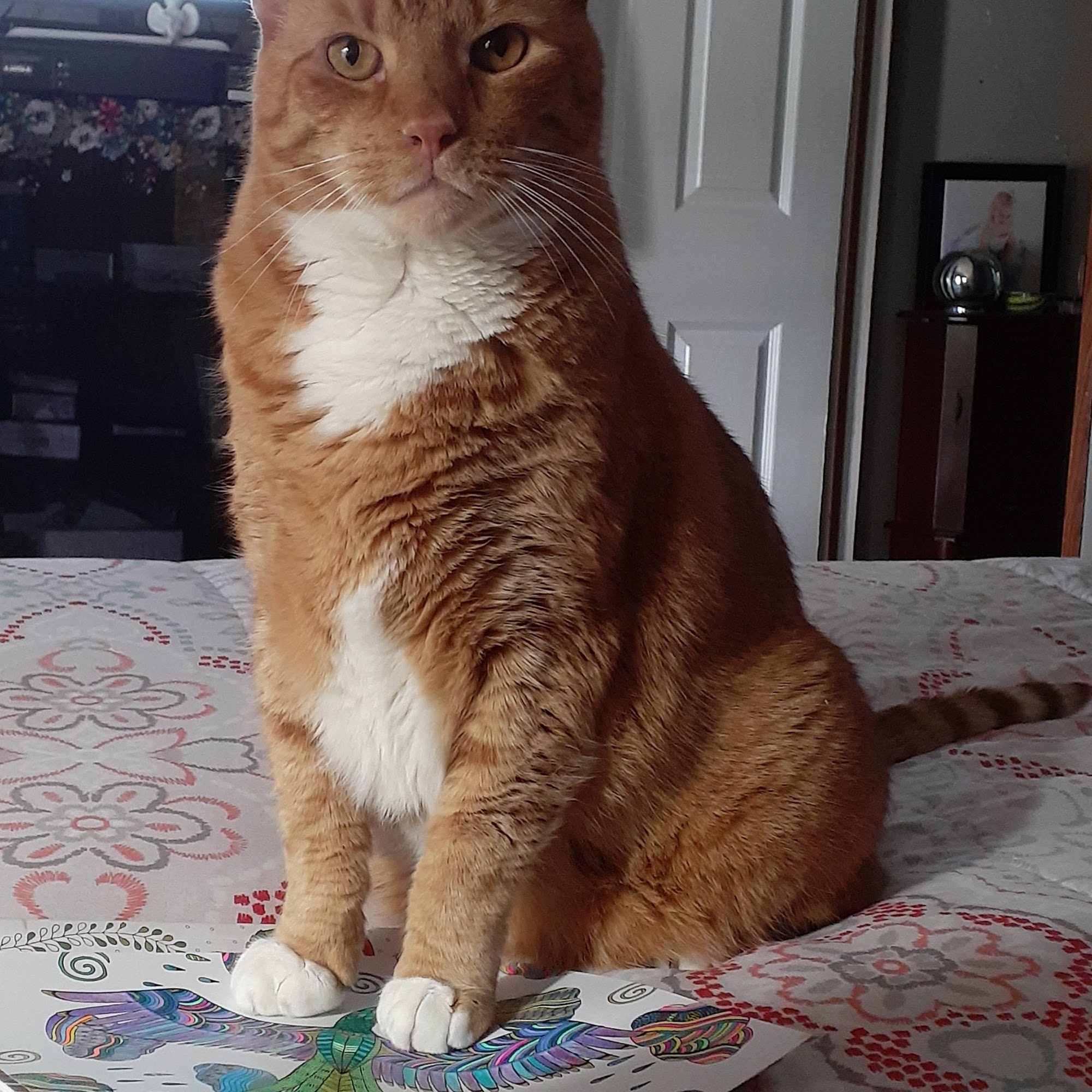 Crater Road Veterinary Hospital Petersburg