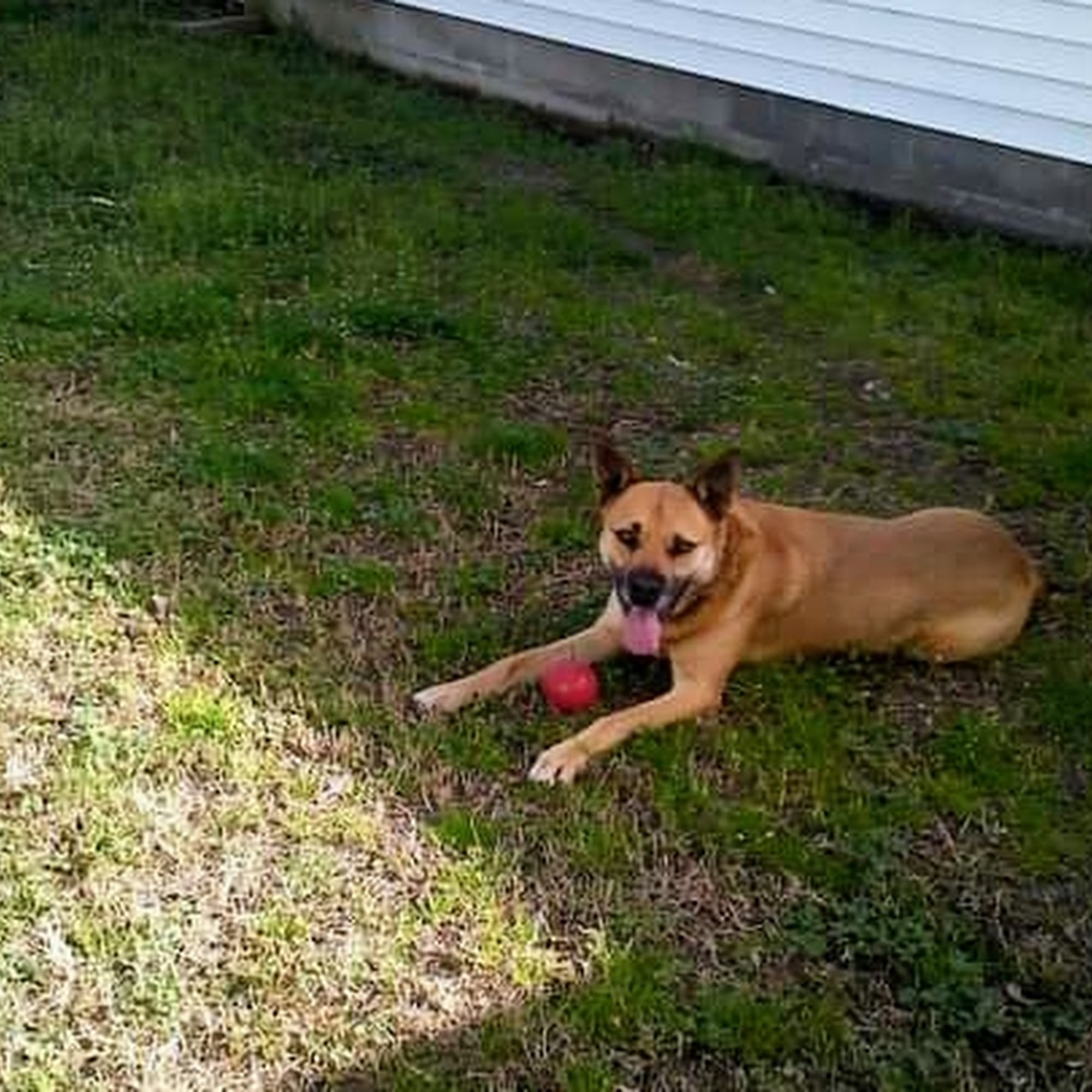 Pound Puppies Pet Sitting Portsmouth