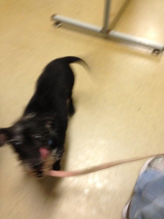 Powhatan Animal Hospital Powhatan