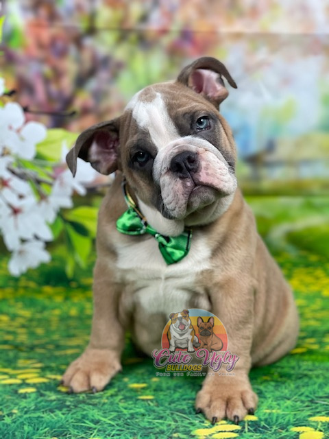 CuteUglyBulldogs Powhatan
