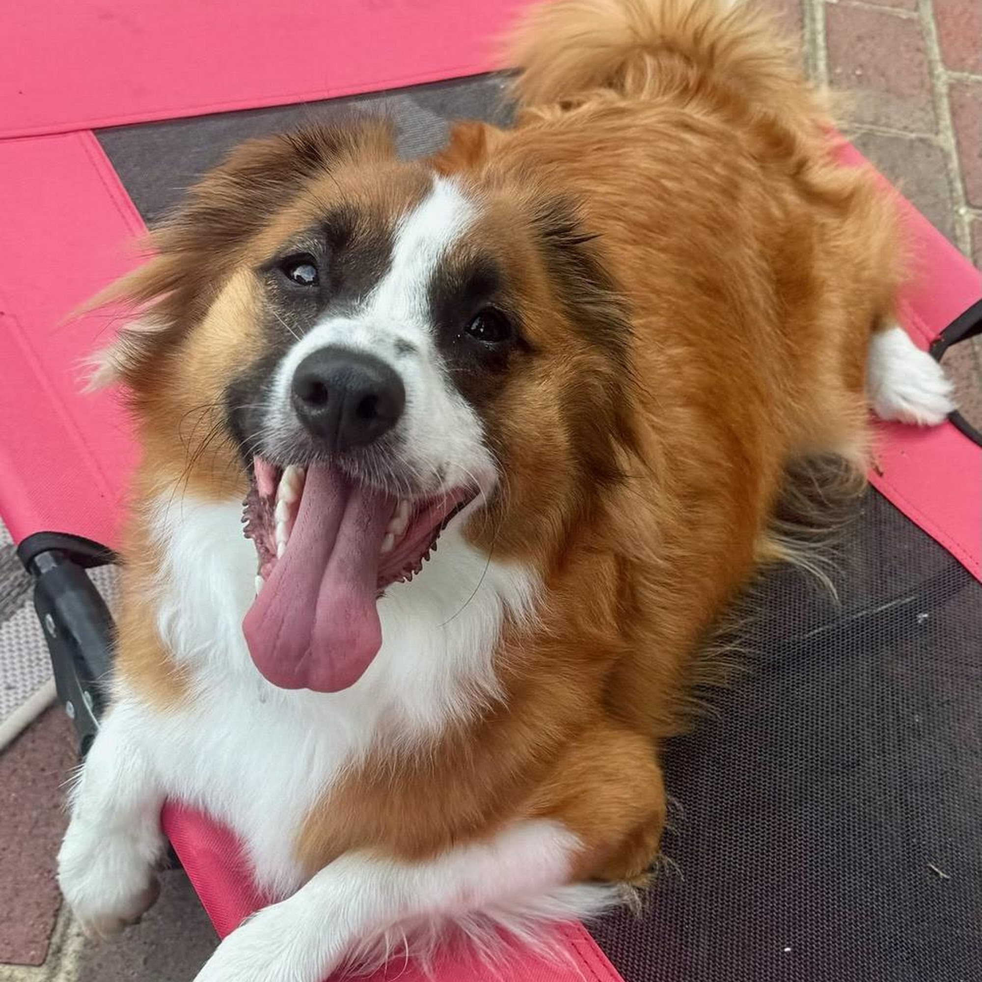 Pampered Paw Spa, LLC Providence Forge