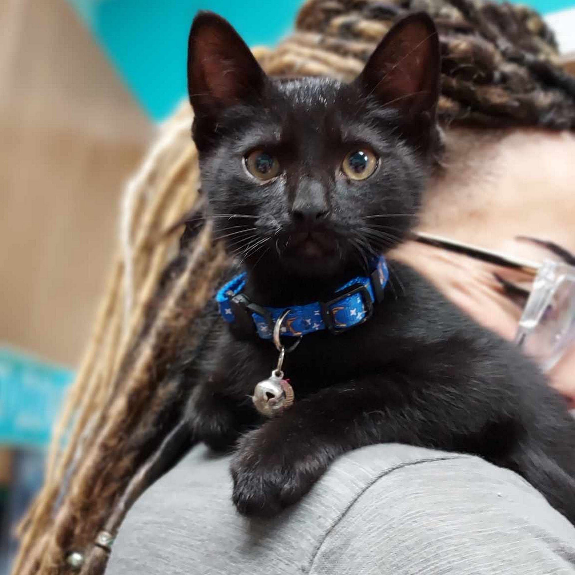 Tipton Ridge Veterinary Center Pulaski