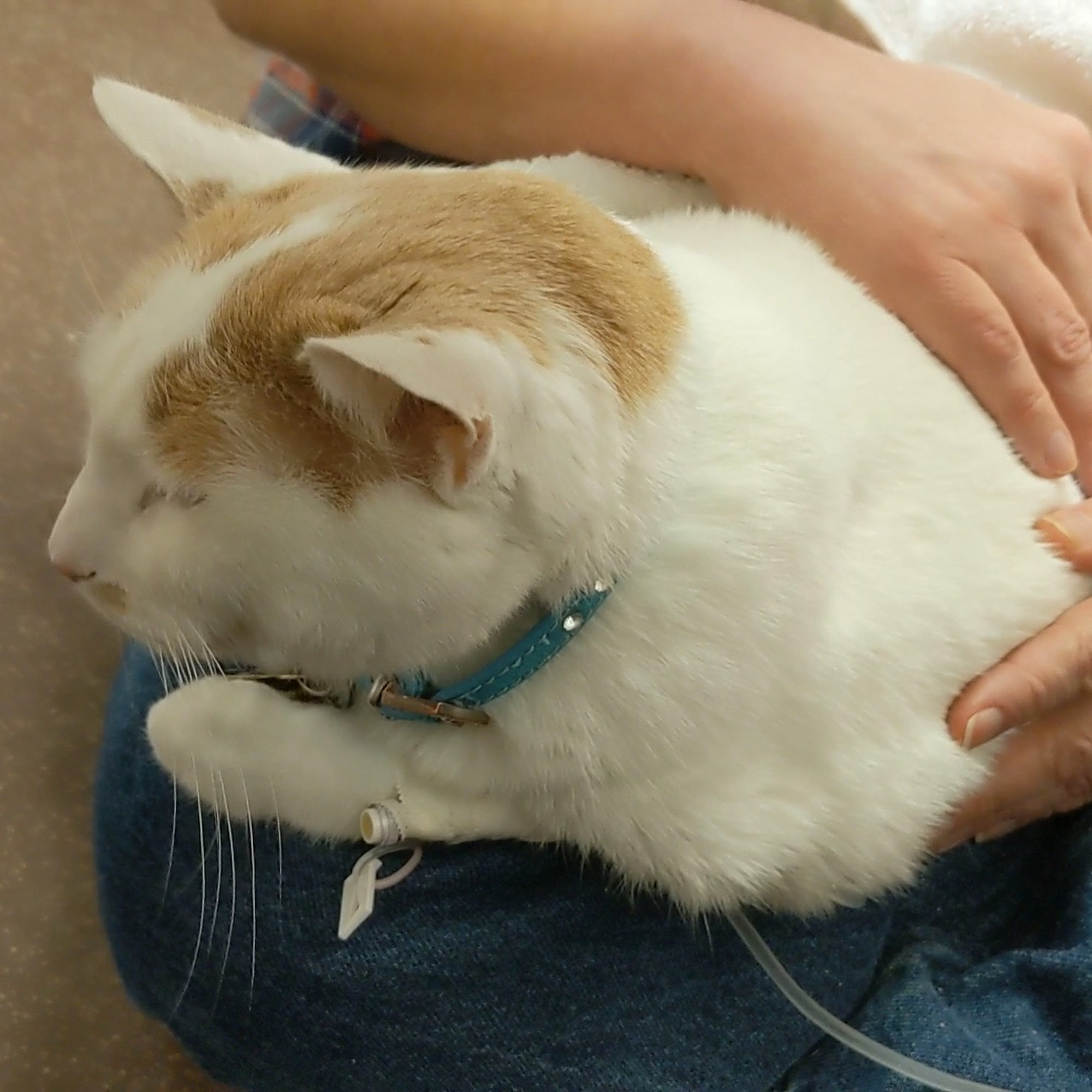 Blue Ridge Veterinary Associates Purcellville