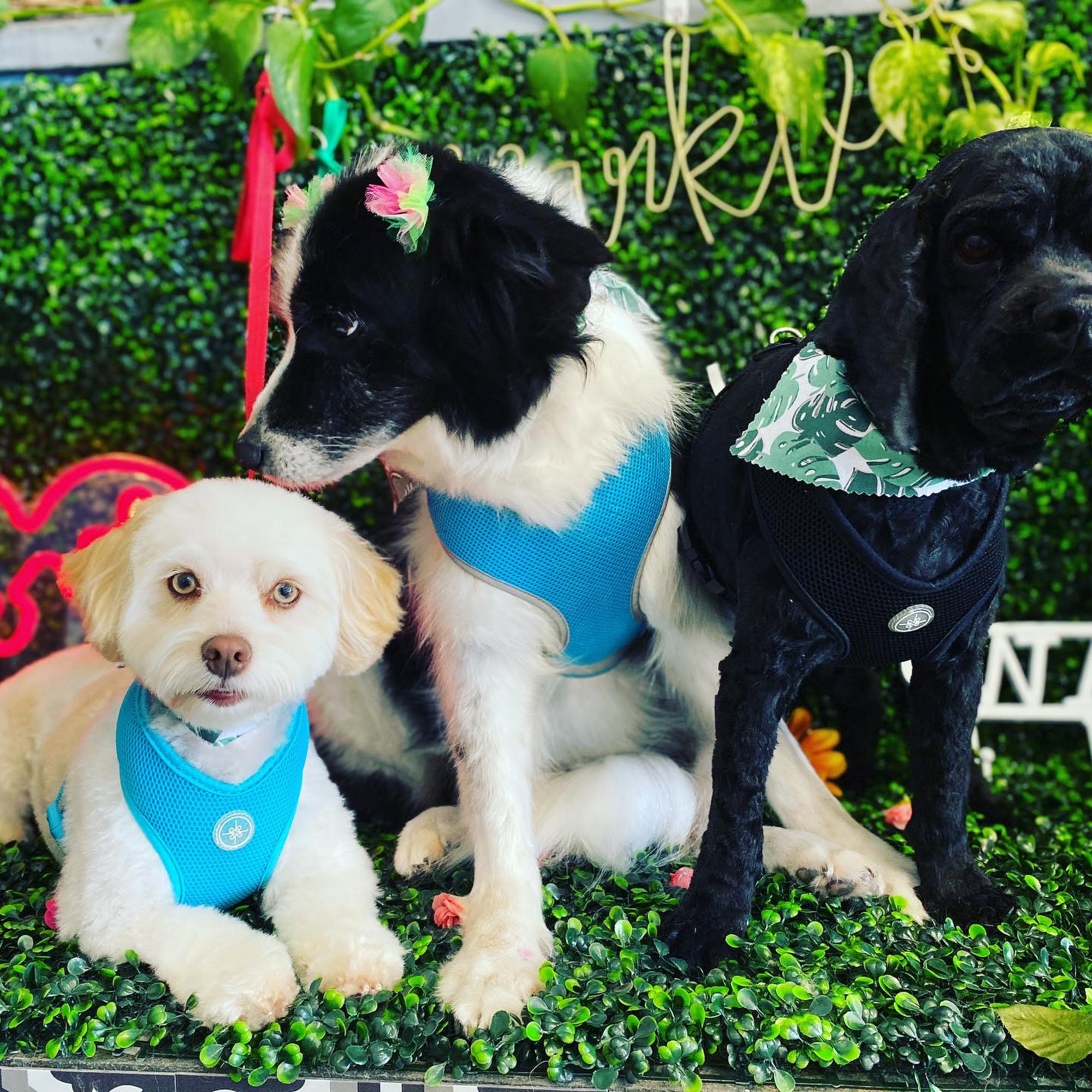 The Doggie Wash Purcellville