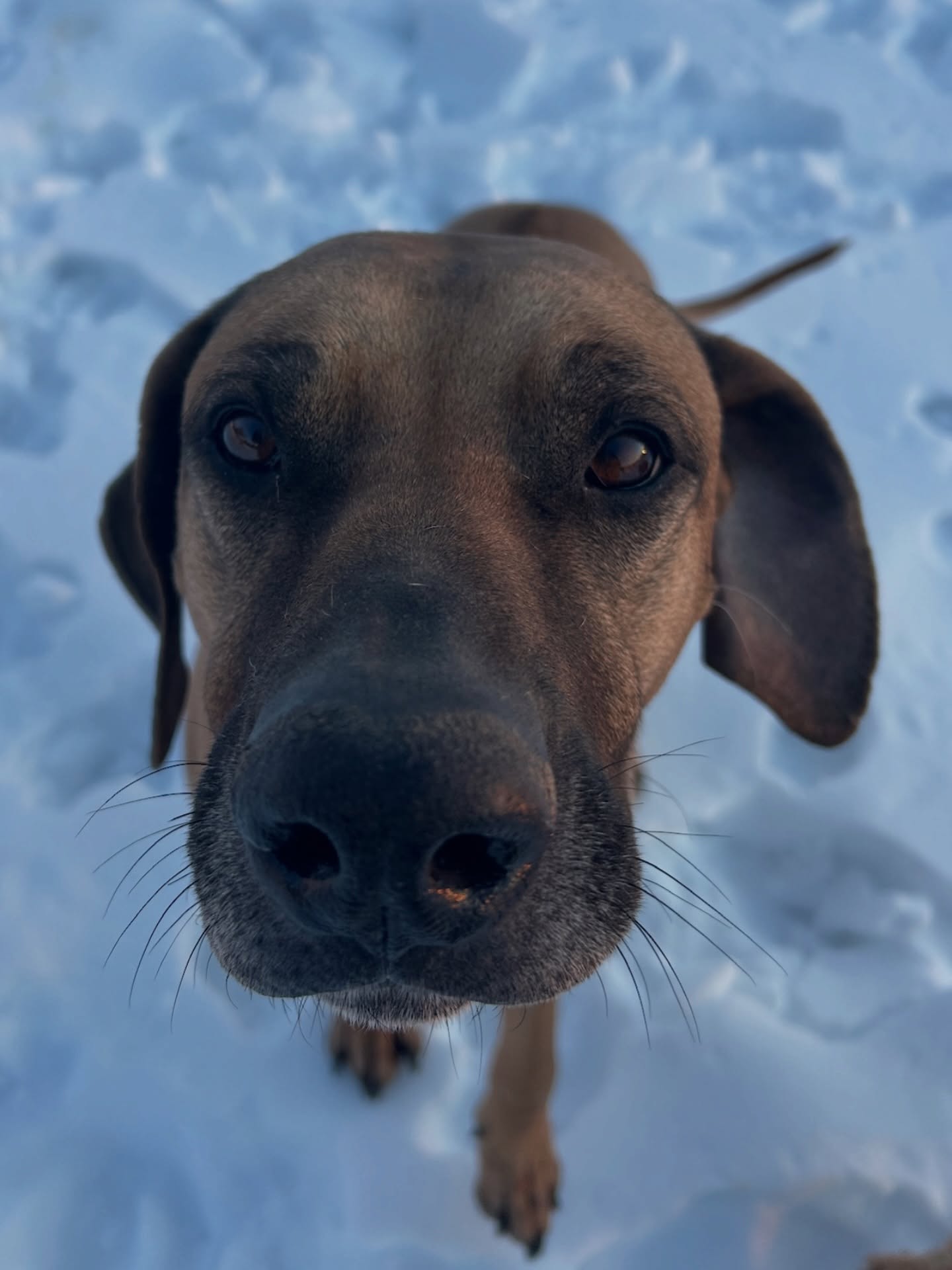 Dog Home Away From Home Kennel Purcellville