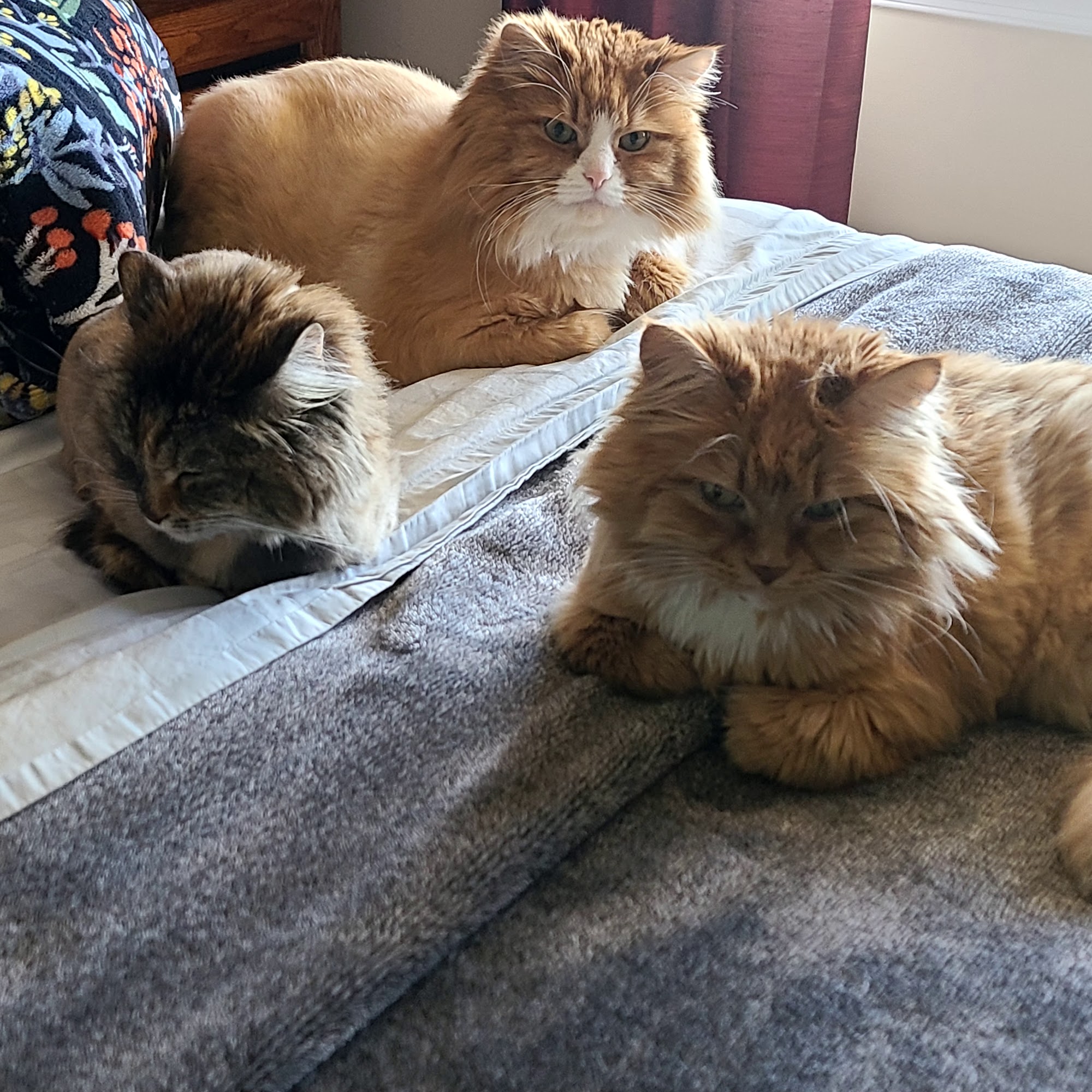 Blue Ridge Pet Resort And Spa Purcellville