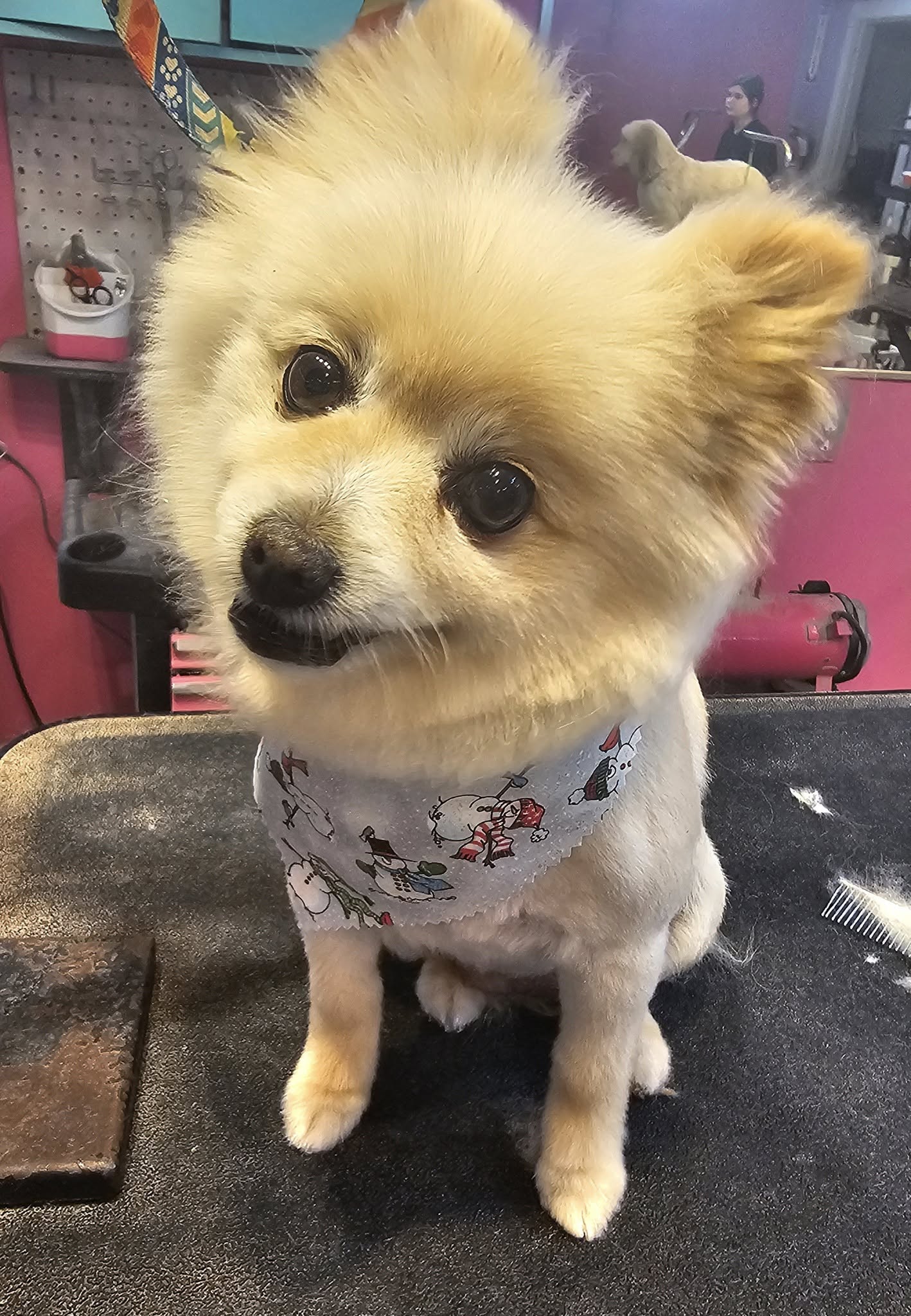 Sarah's Canine Cuttery Inc. Quinton