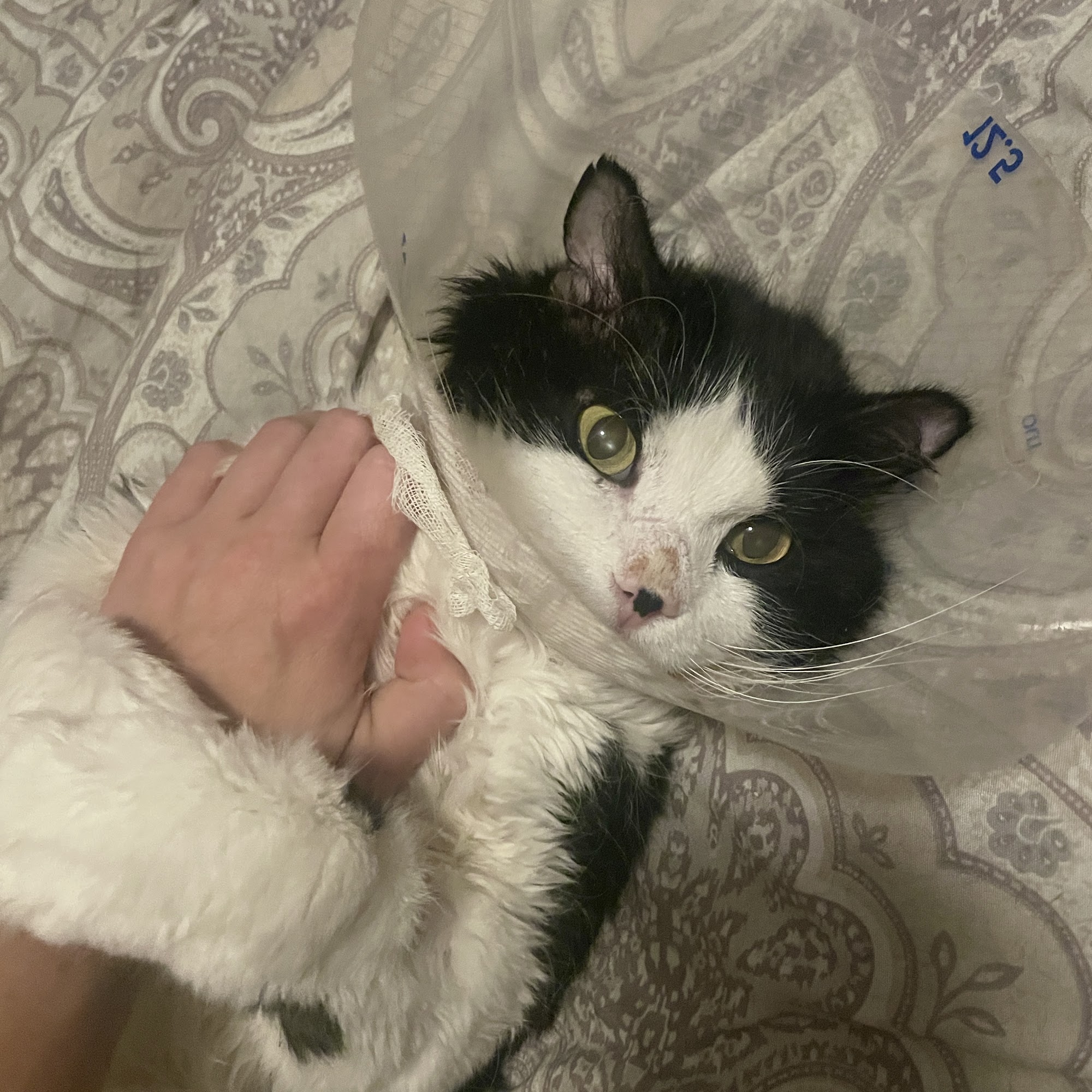 West End Animal Clinic Radford