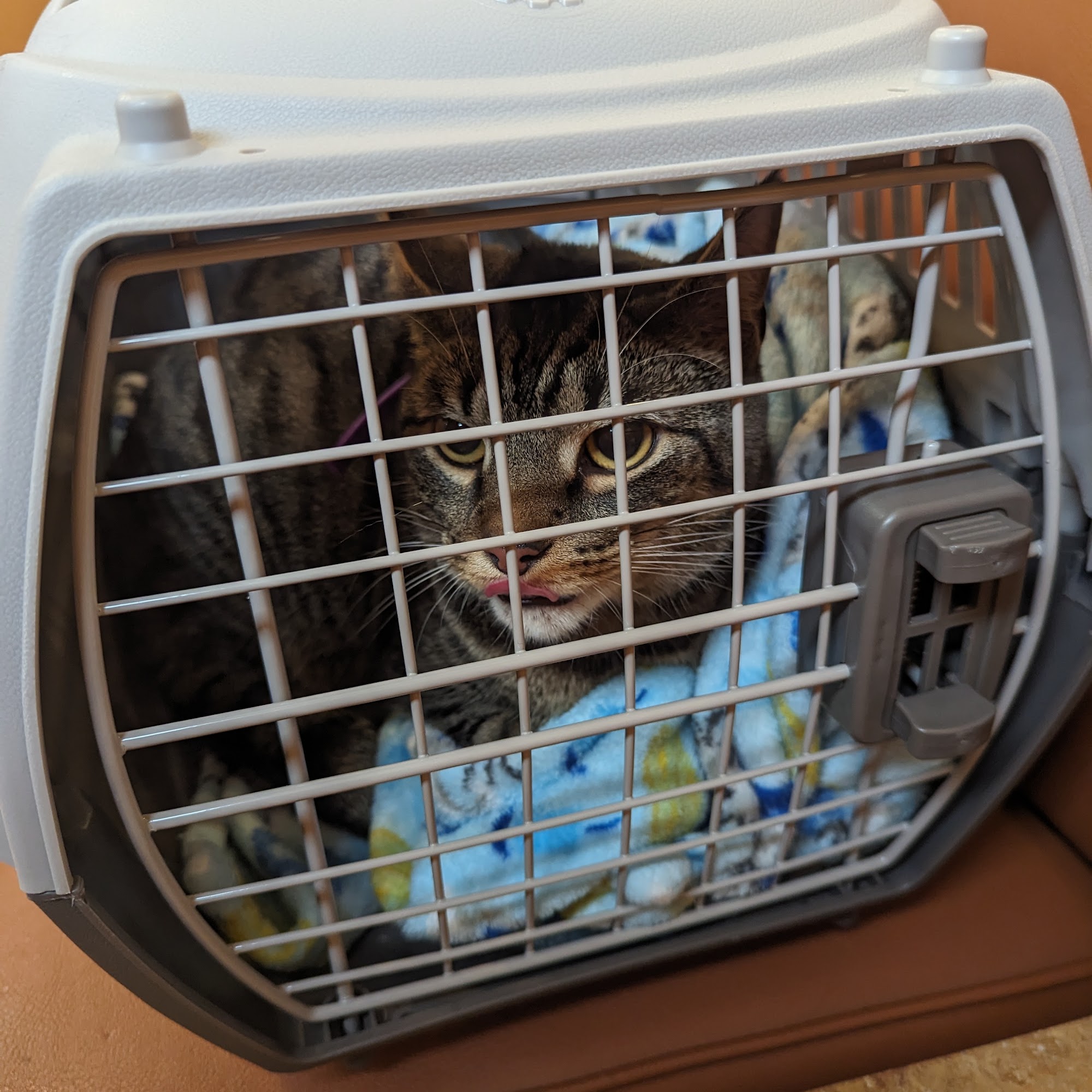 Reston Animal Hospital Reston