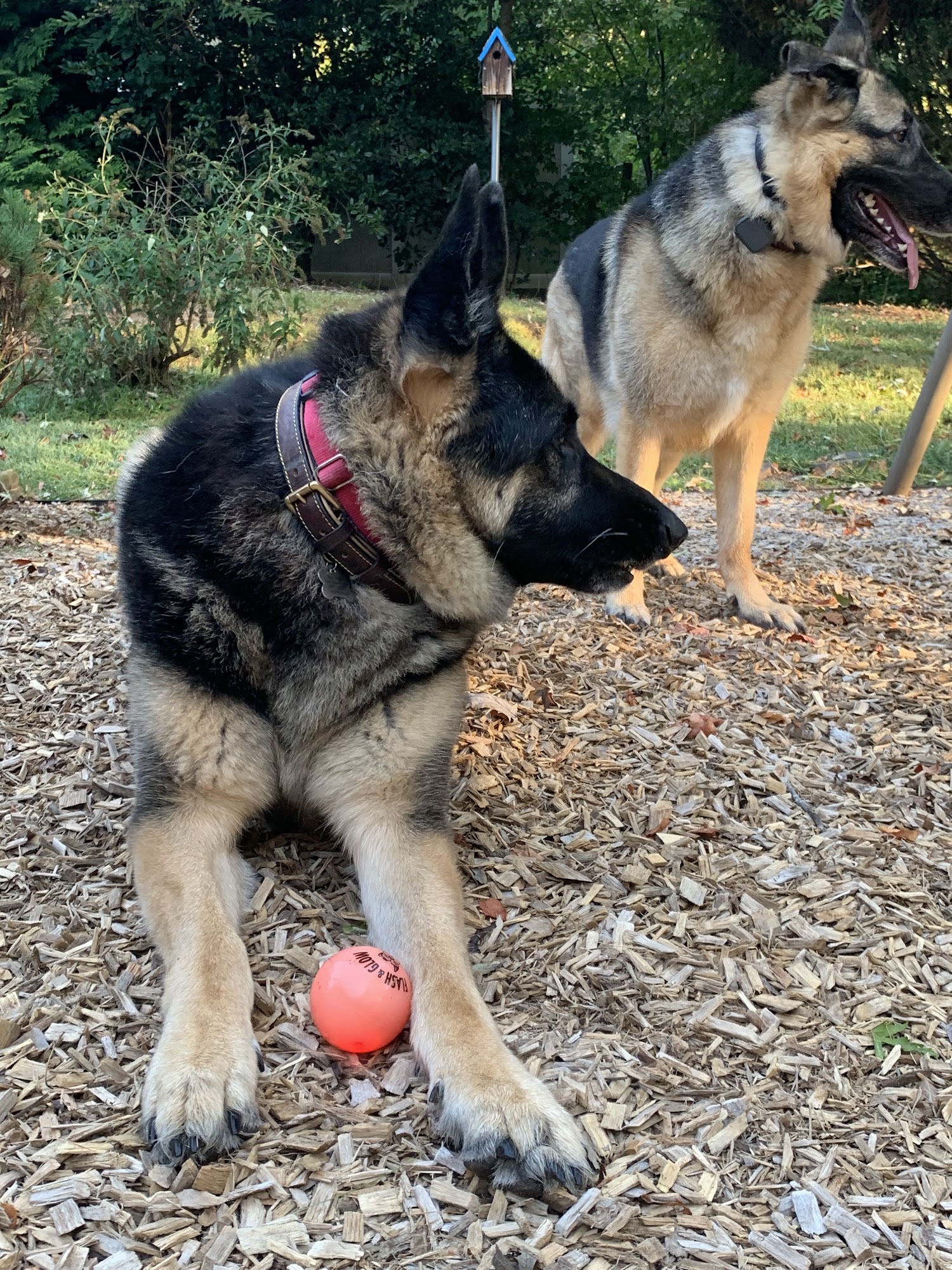 Woofie’s® Reston-Herndon-Sterling-Great Falls-Vienna Reston