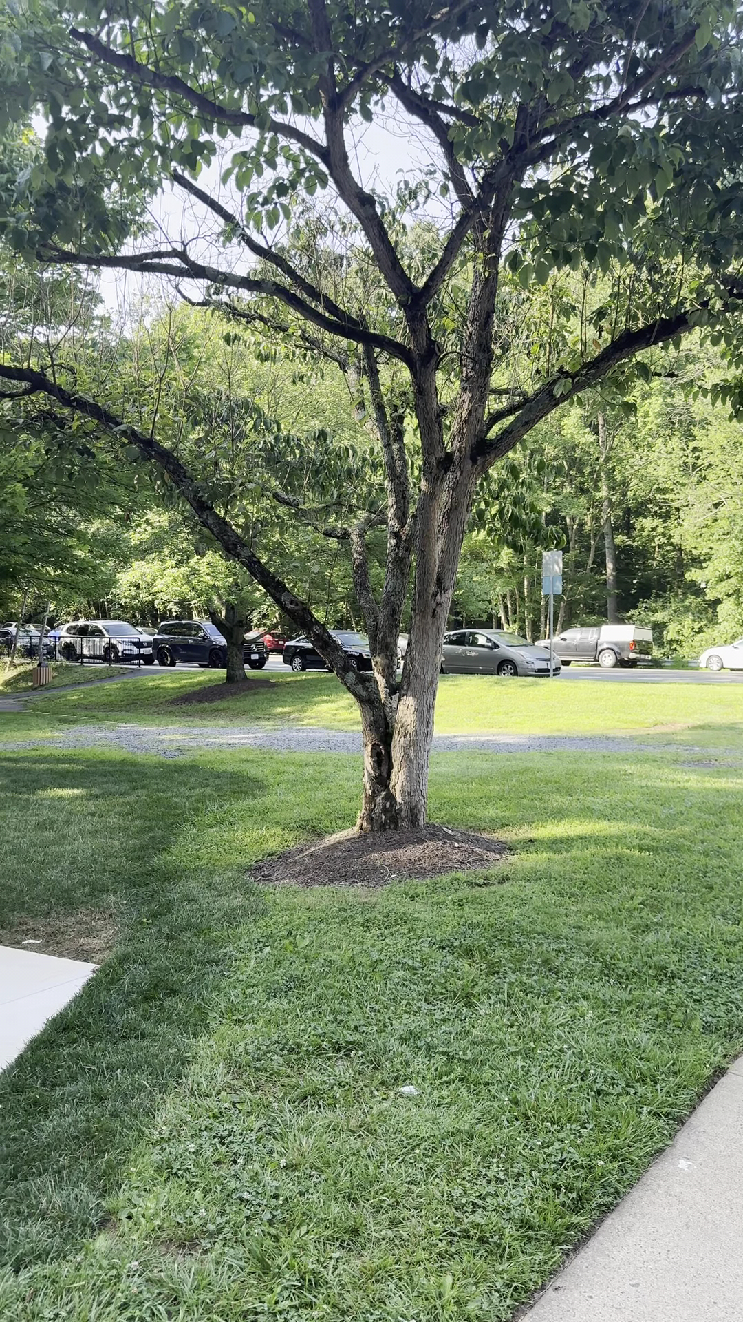 De Clieu Coffee & Sandwich - Reston Reston